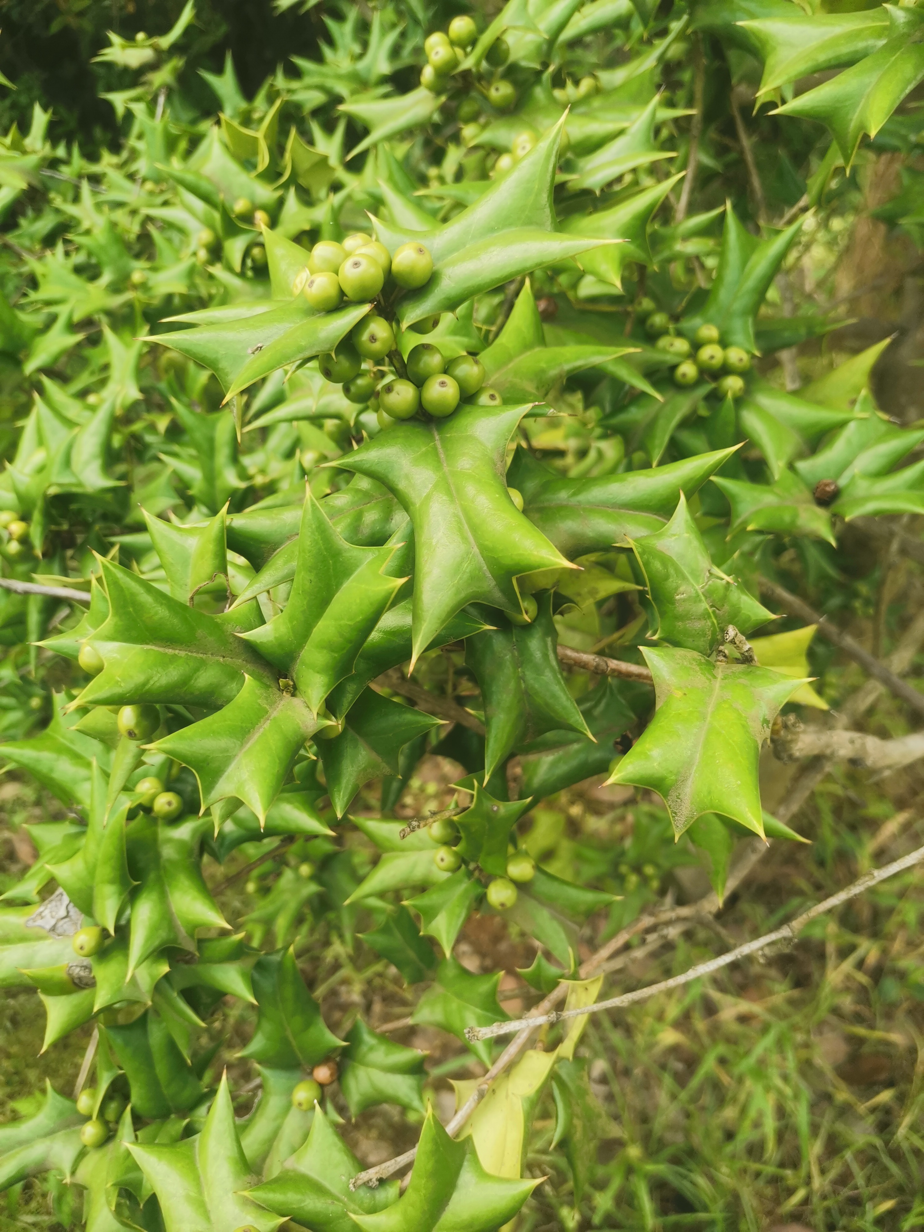 我们把这个植物叫老鼠刺,但第一次看见它结果,两棵