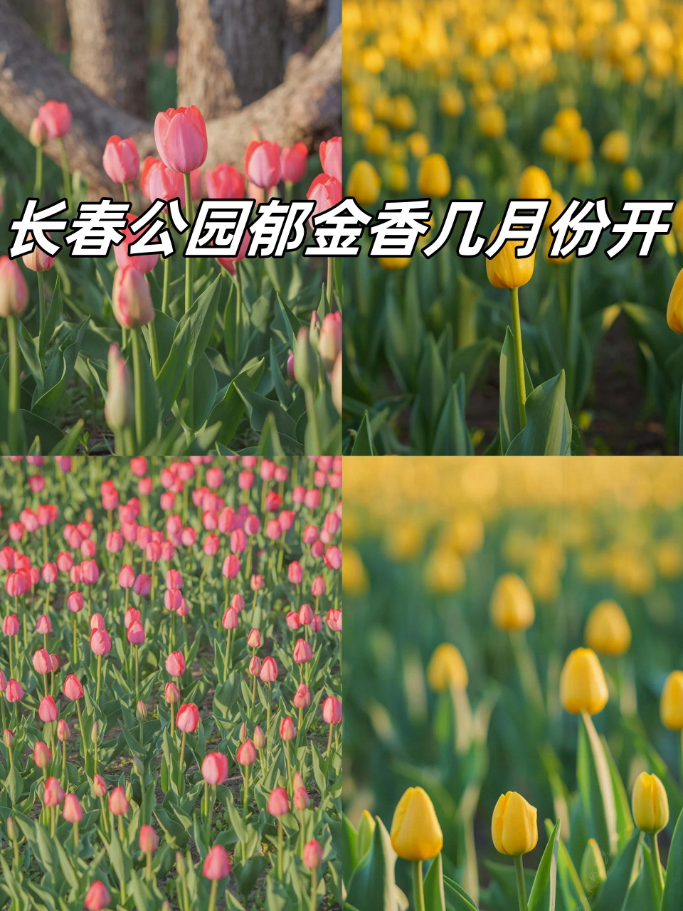 长春公园郁金香几月份开  5 月的长春,是郁金香的季节,白天绽放,晚上