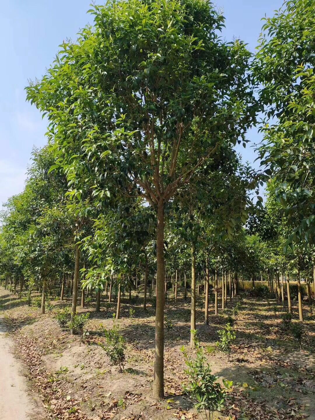 大叶女贞多少钱(大叶女贞价格)大叶女贞(亮晶女贞)小叶女贞