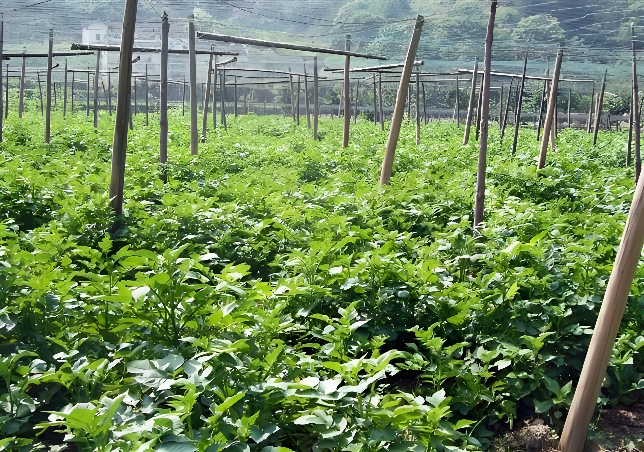 天麻的种植技术与应用价值