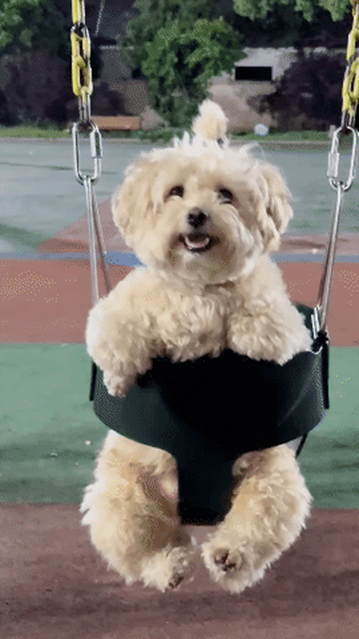 荡秋千的小狗,满脸都是幸福和快乐.