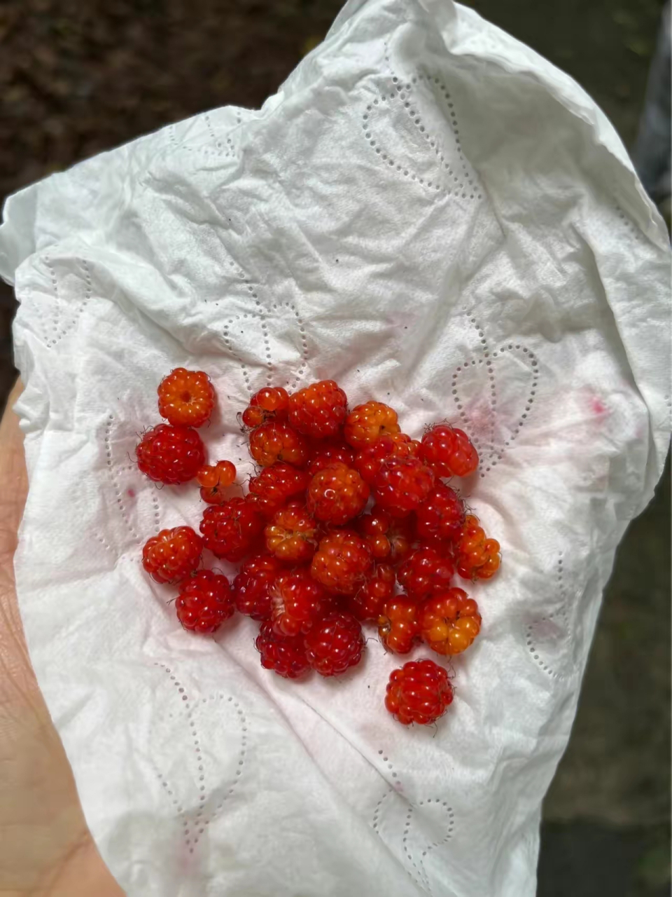 这个是什么果子,小程序识别出来是茅莓,我吃了两颗,酸酸的.能吃吗?