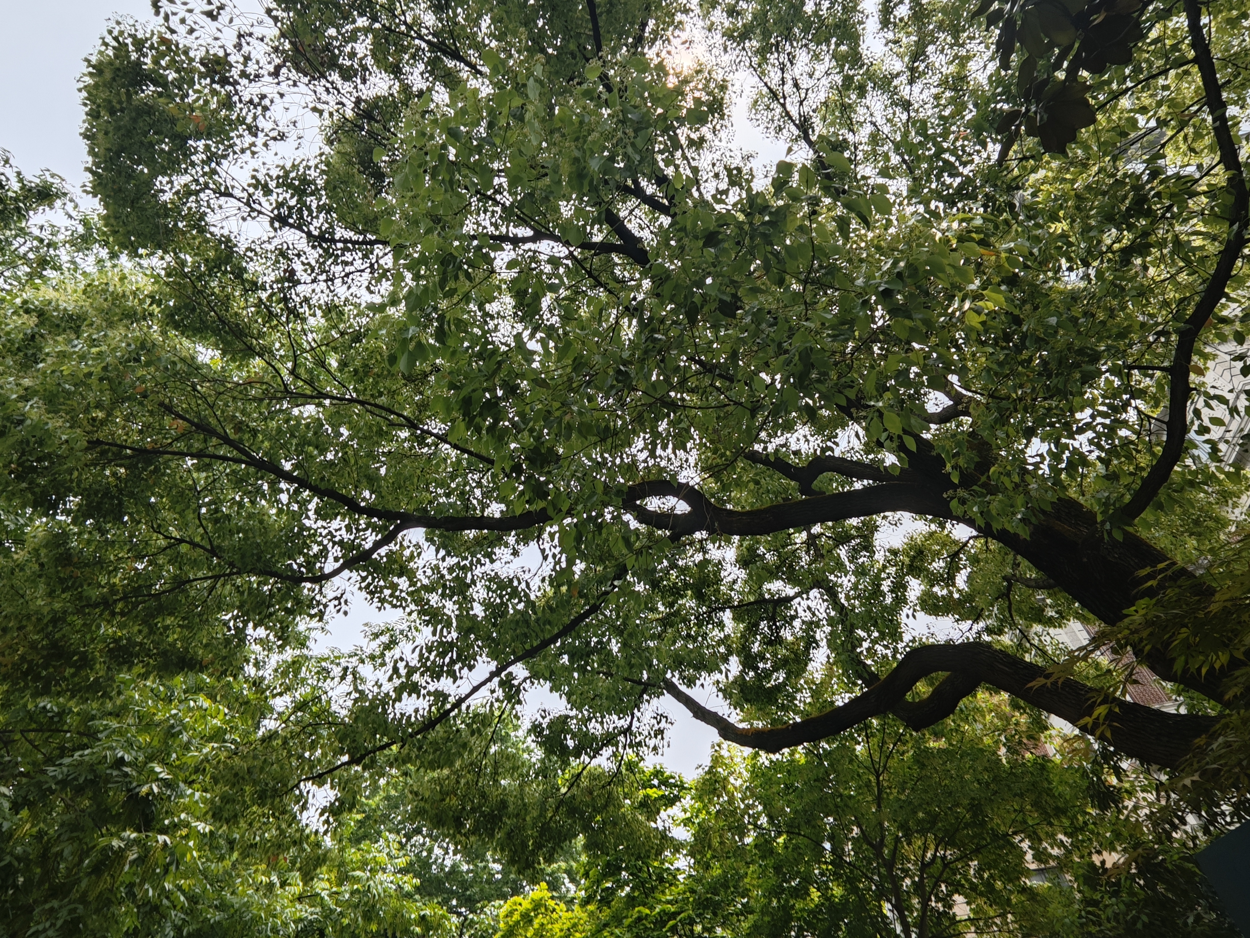 提起丁香花不由想起那深深雨巷丁香般惆怅的女郎.