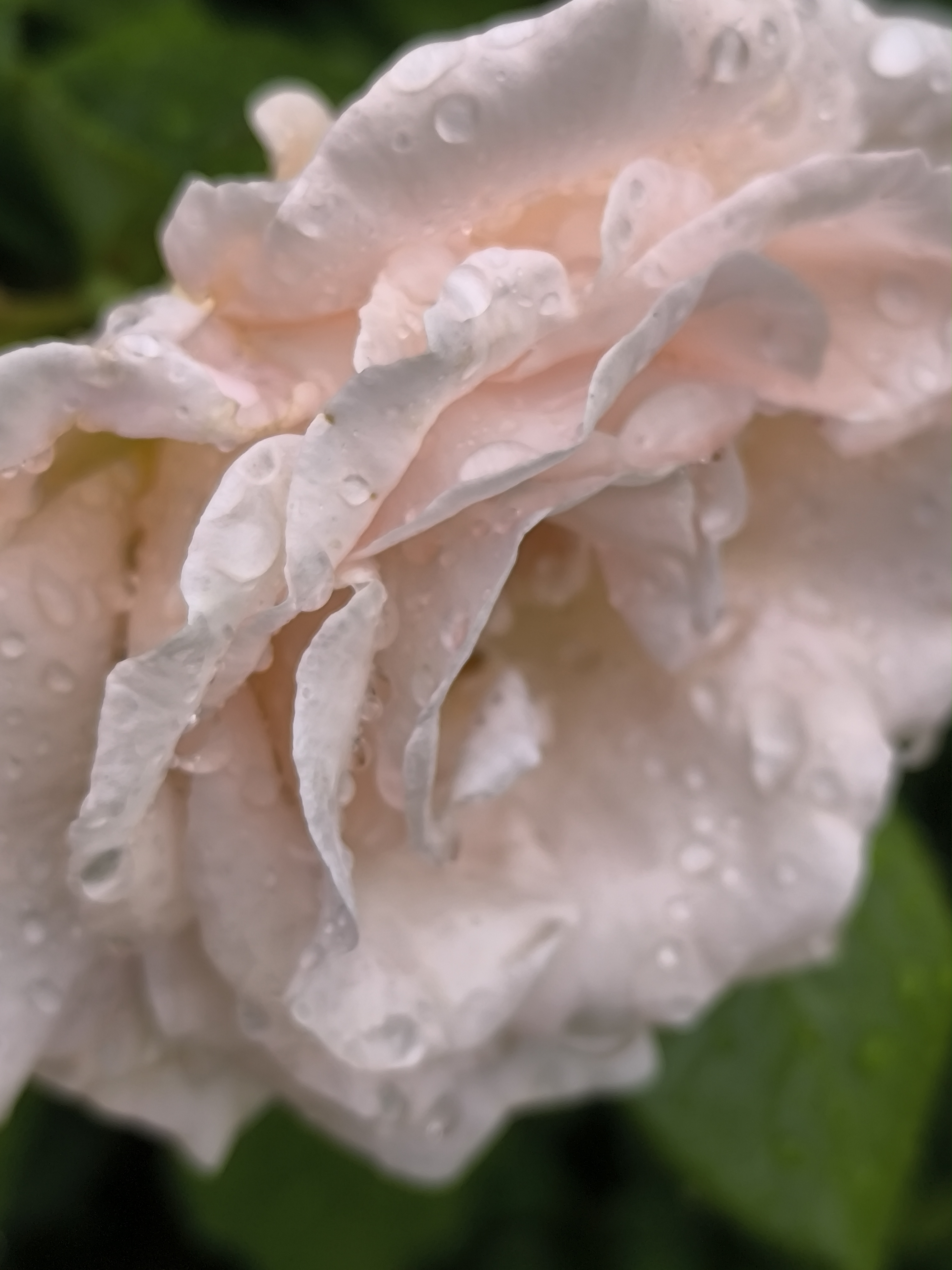 晶莹剔透 雨后露珠