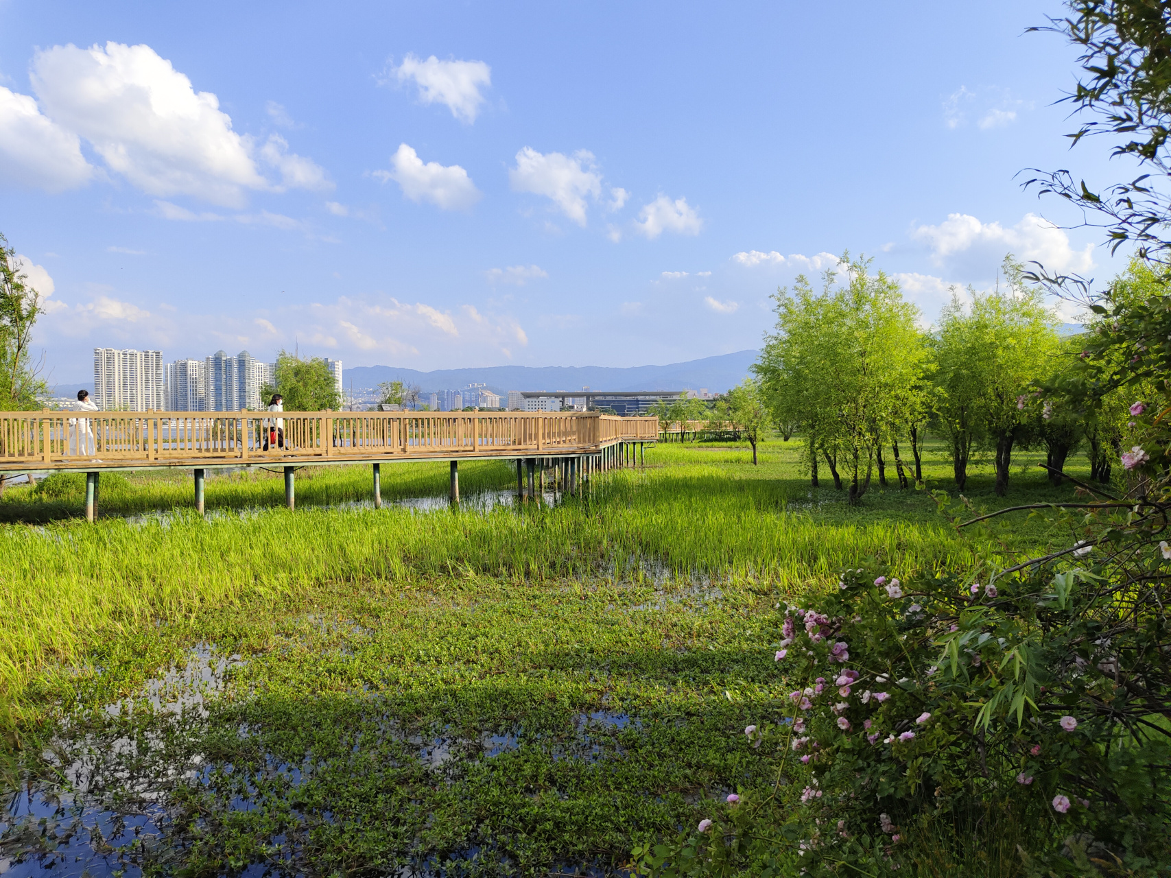 大理:洱海月湿地公园旅拍 #大理# #风景# #手机摄影# #云南