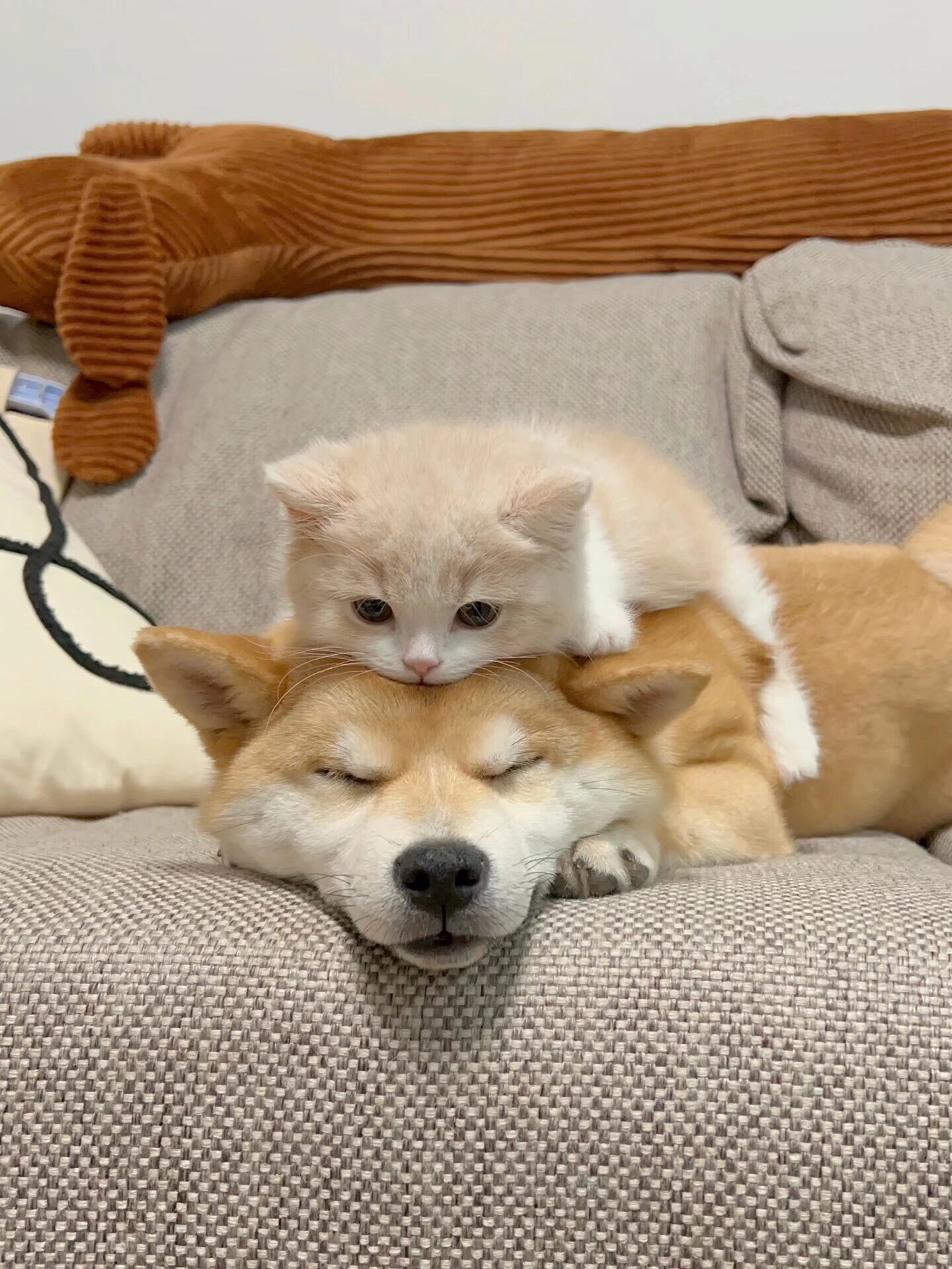 看看它们俩,就像是一对恩爱的小情侣!