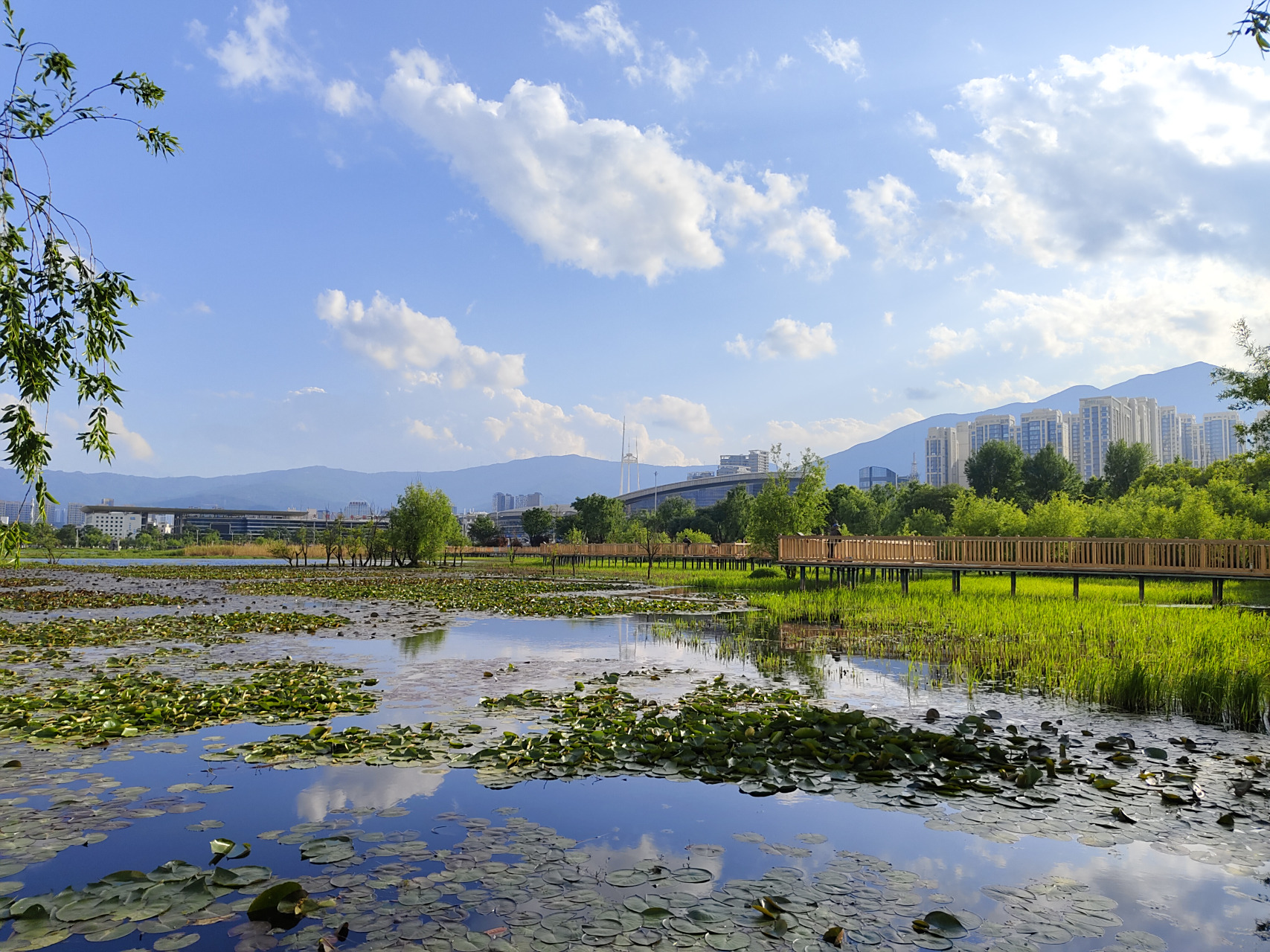 大理:洱海月湿地公园旅拍 #大理# #风景# #手机摄影# #云南