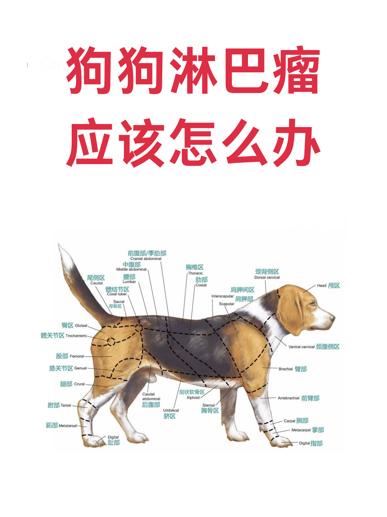 狗狗淋巴瘤应该怎么办