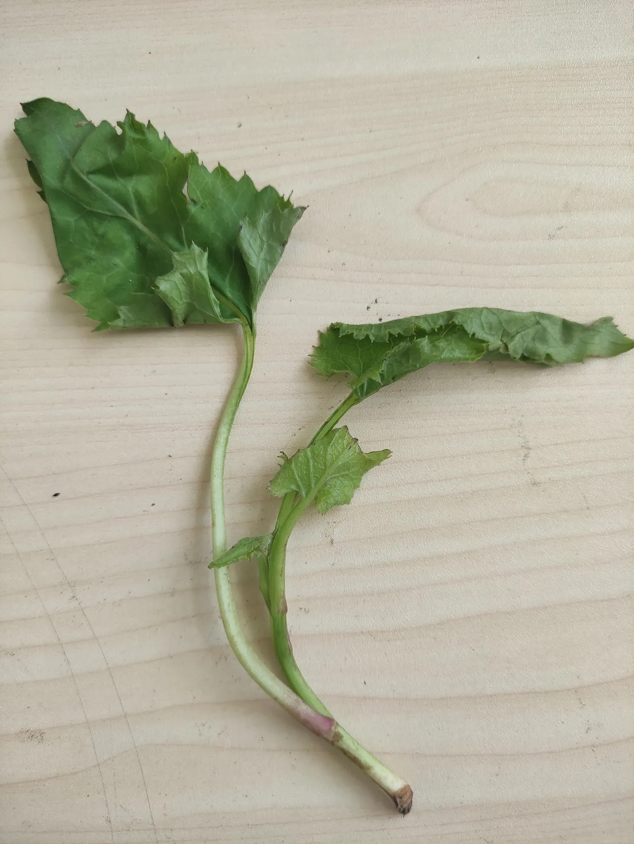 朋友从辽宁邮寄过去来的野菜说是高山上才有这是什么野菜?怎么吃?