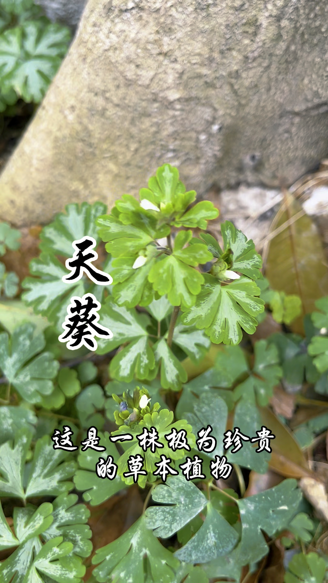 天葵,又称千年老鼠屎,紫背天葵,其根就是赫赫有名的天葵子!-度小视