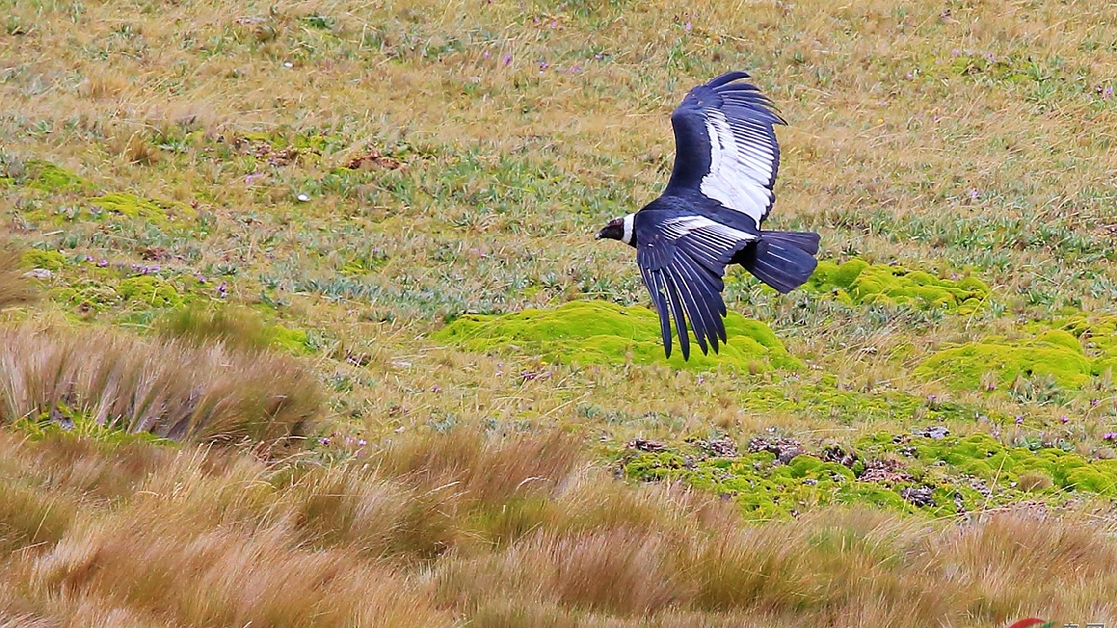 安第斯神鹫,南美天空霸主!3米巨翼翱翔500千米高空.