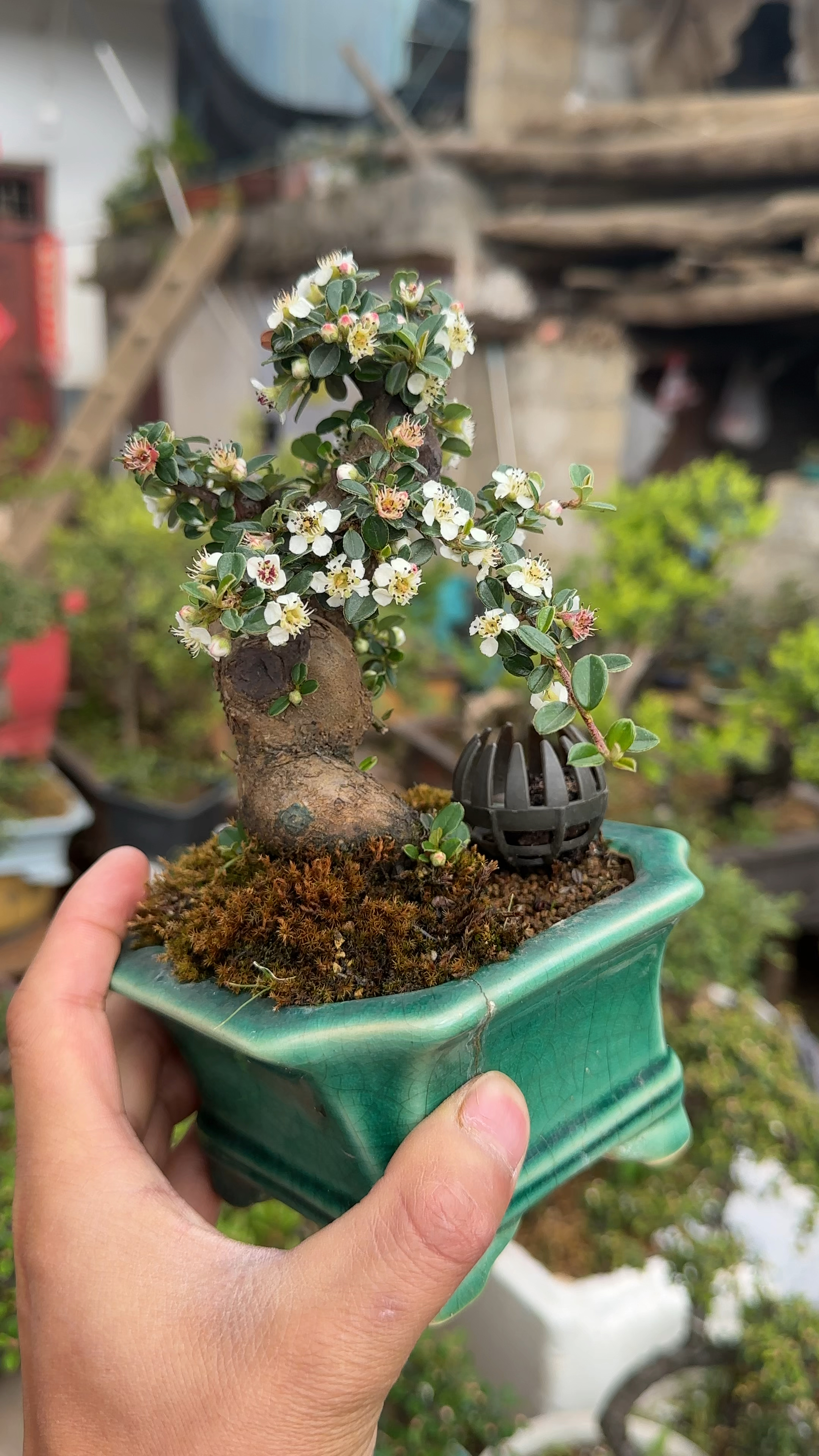 白花珍珠荀子老桩