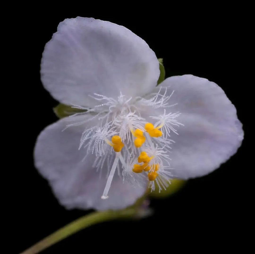 婚纱吊兰,又叫新娘草,耐阴且清新可爱的垂盆小白花