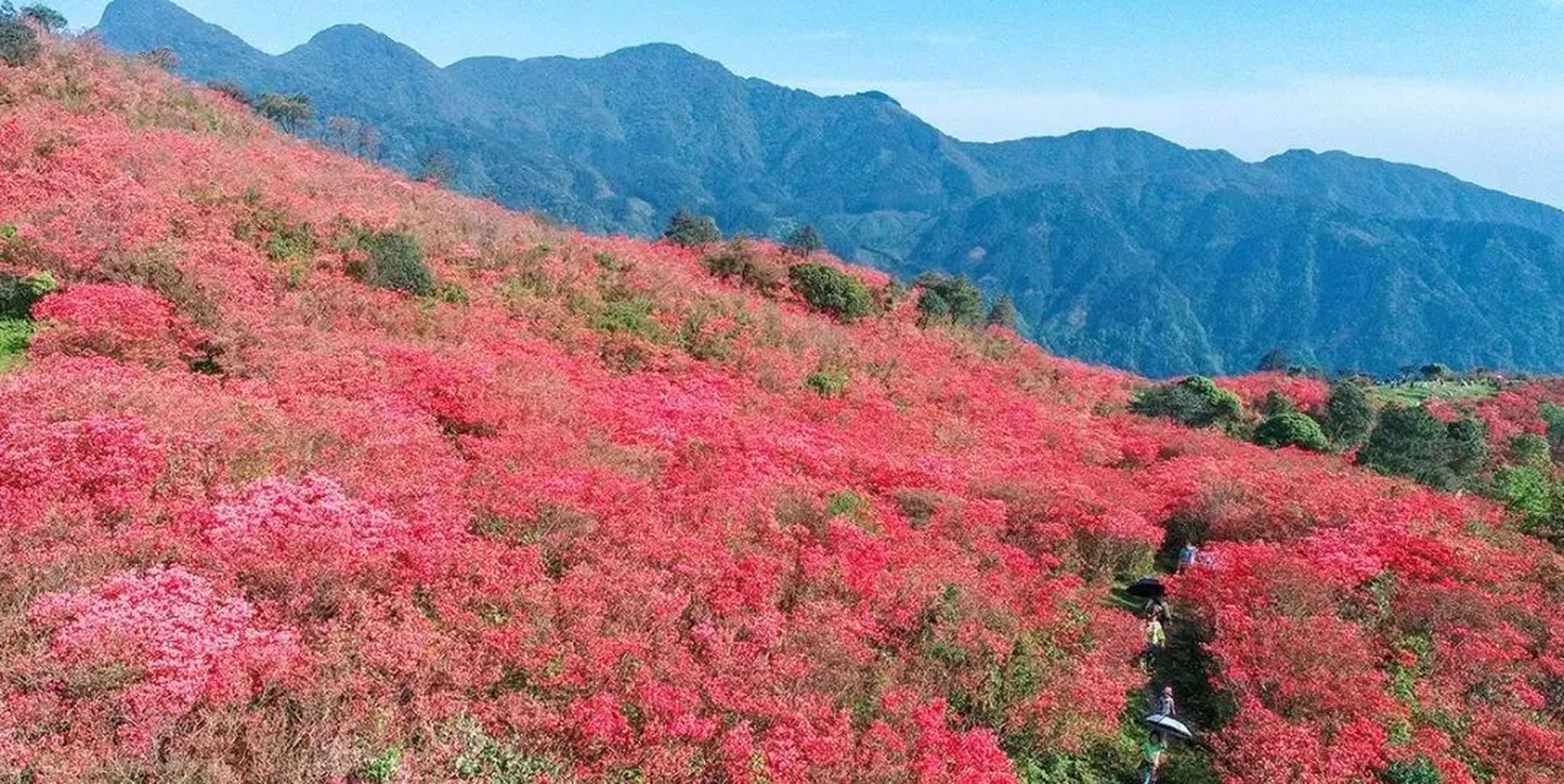 广西融水元宝山的千亩杜鹃花开了!