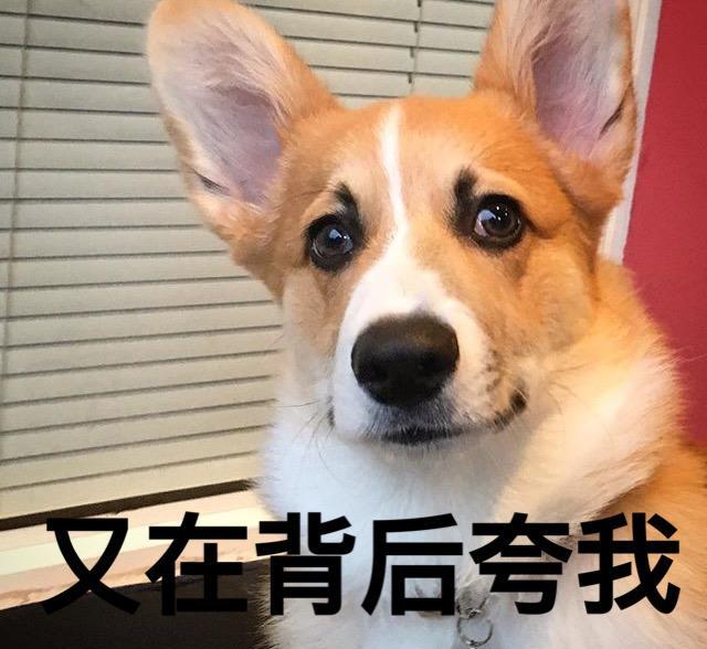 别着急!养"柯基"之前,先了解它的优缺点