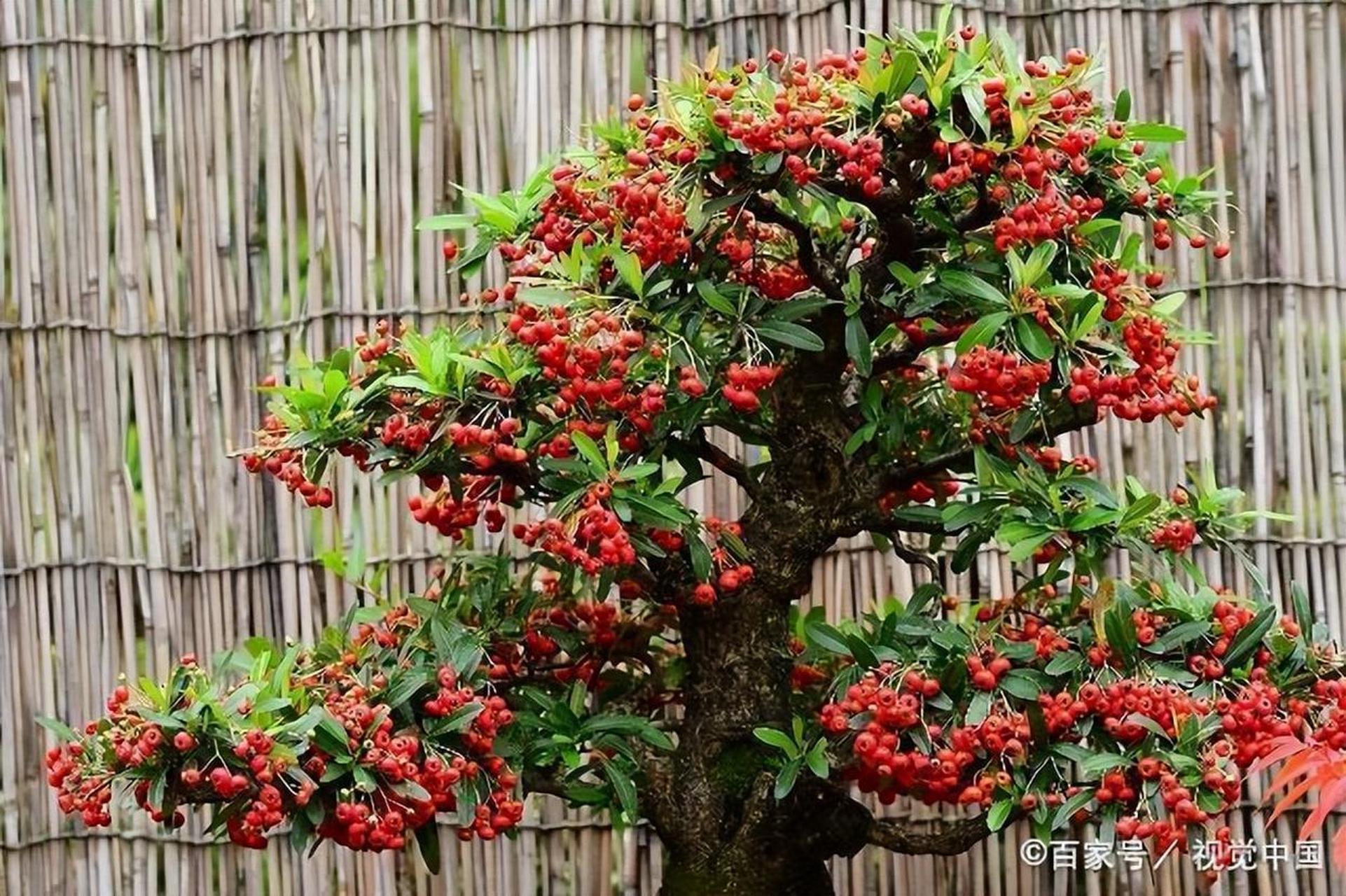 红子刺,明艳盆景新选择!四季常青颜值爆表91.