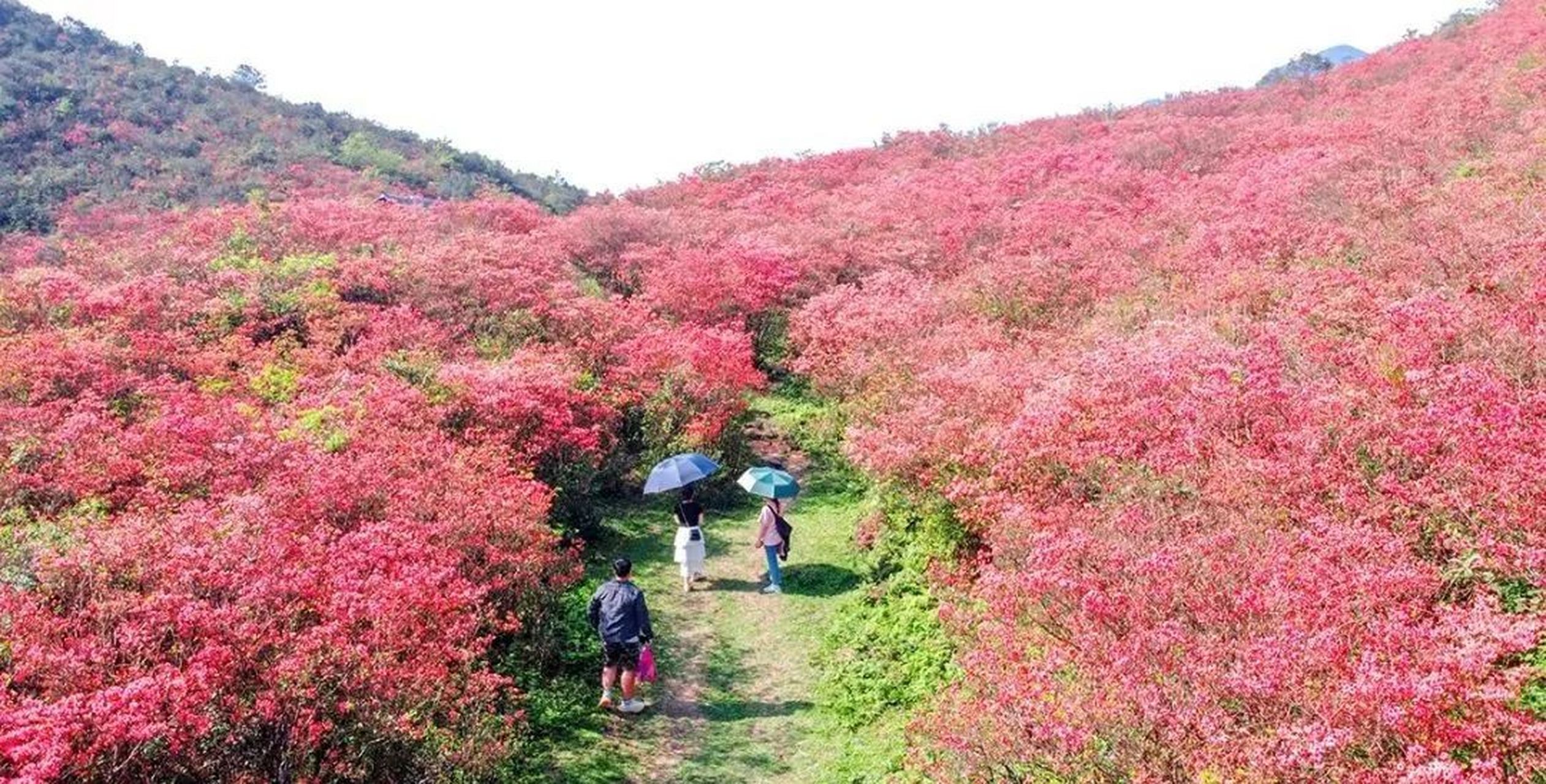 广西融水元宝山的千亩杜鹃花开了!