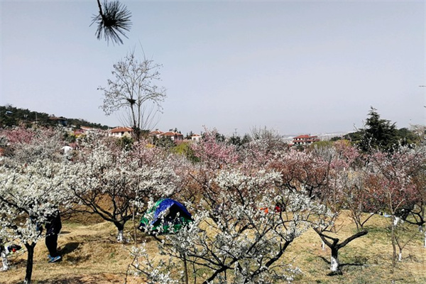 青岛十梅庵风景区图片图片