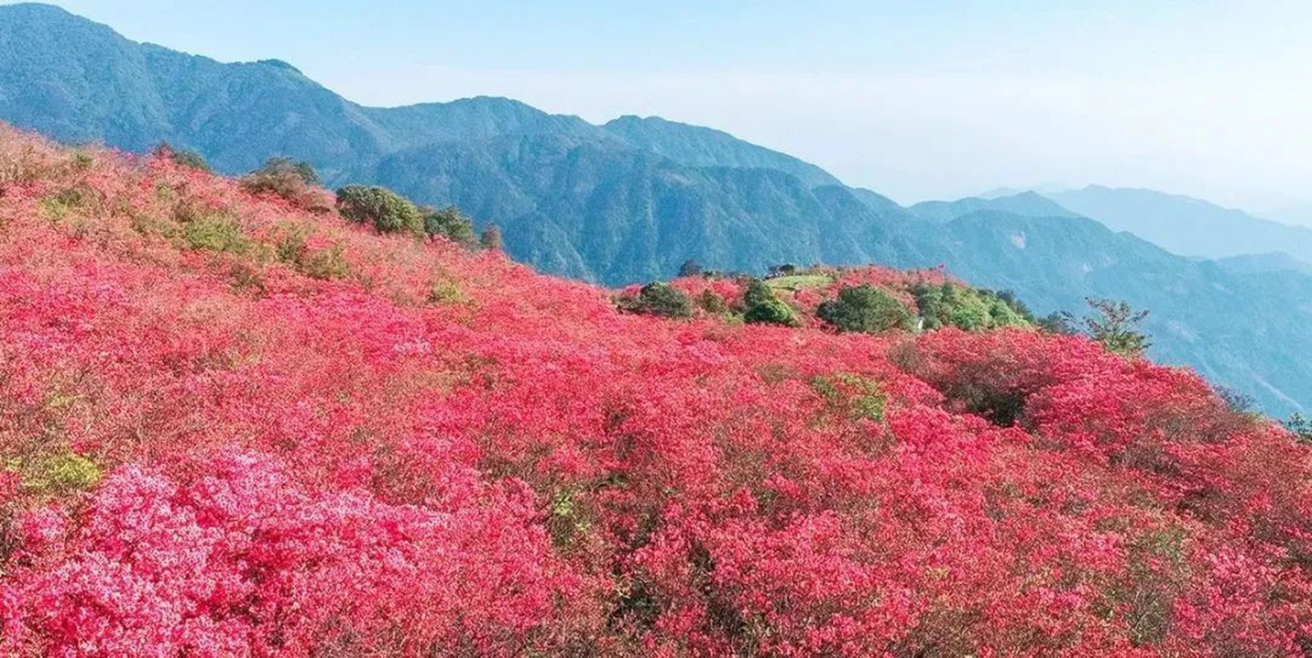 广西融水元宝山的千亩杜鹃花开了!