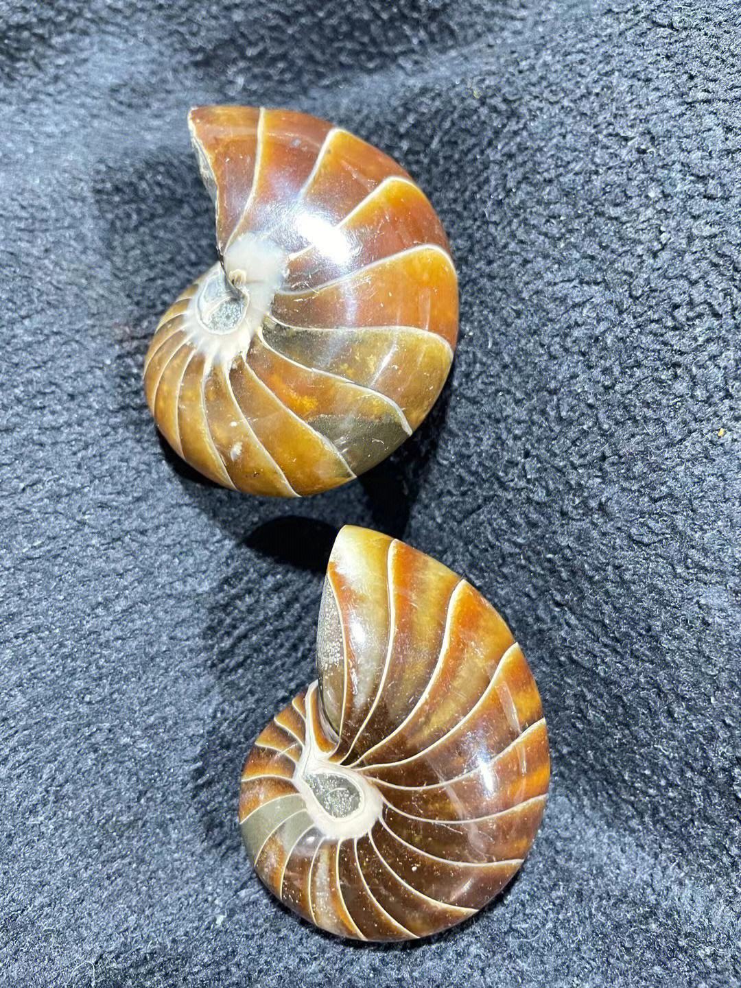 海螺文玩背后的故事,四大名螺竟有这些讲究!