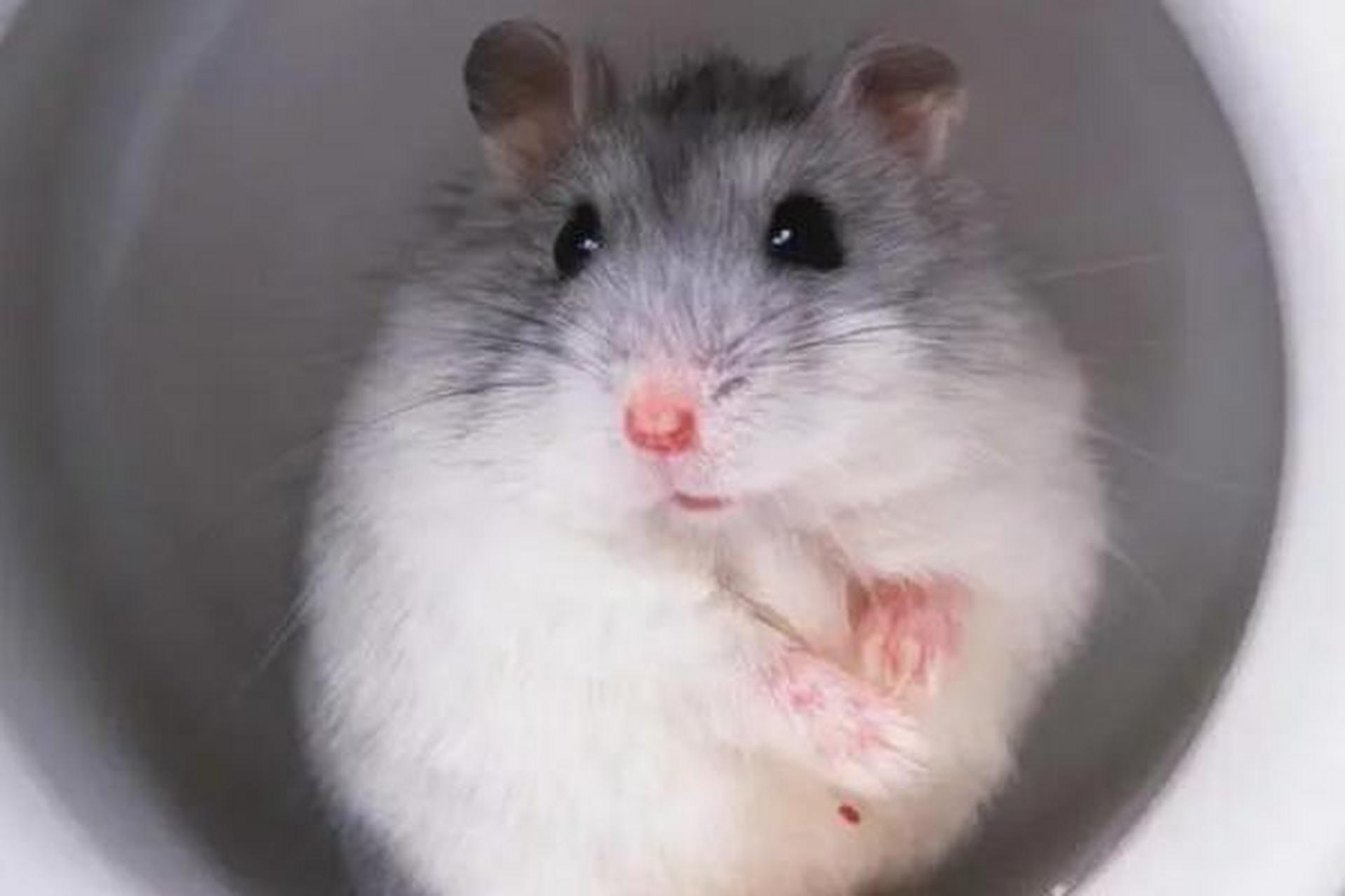 布丁,三线亲和力max! 银狐虽难驾驭但超萌~速来解锁你的专属小伙伴吧!