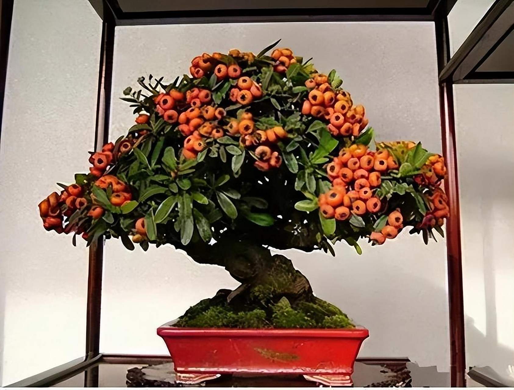 红子刺,明艳盆景新选择!四季常青颜值爆表91.