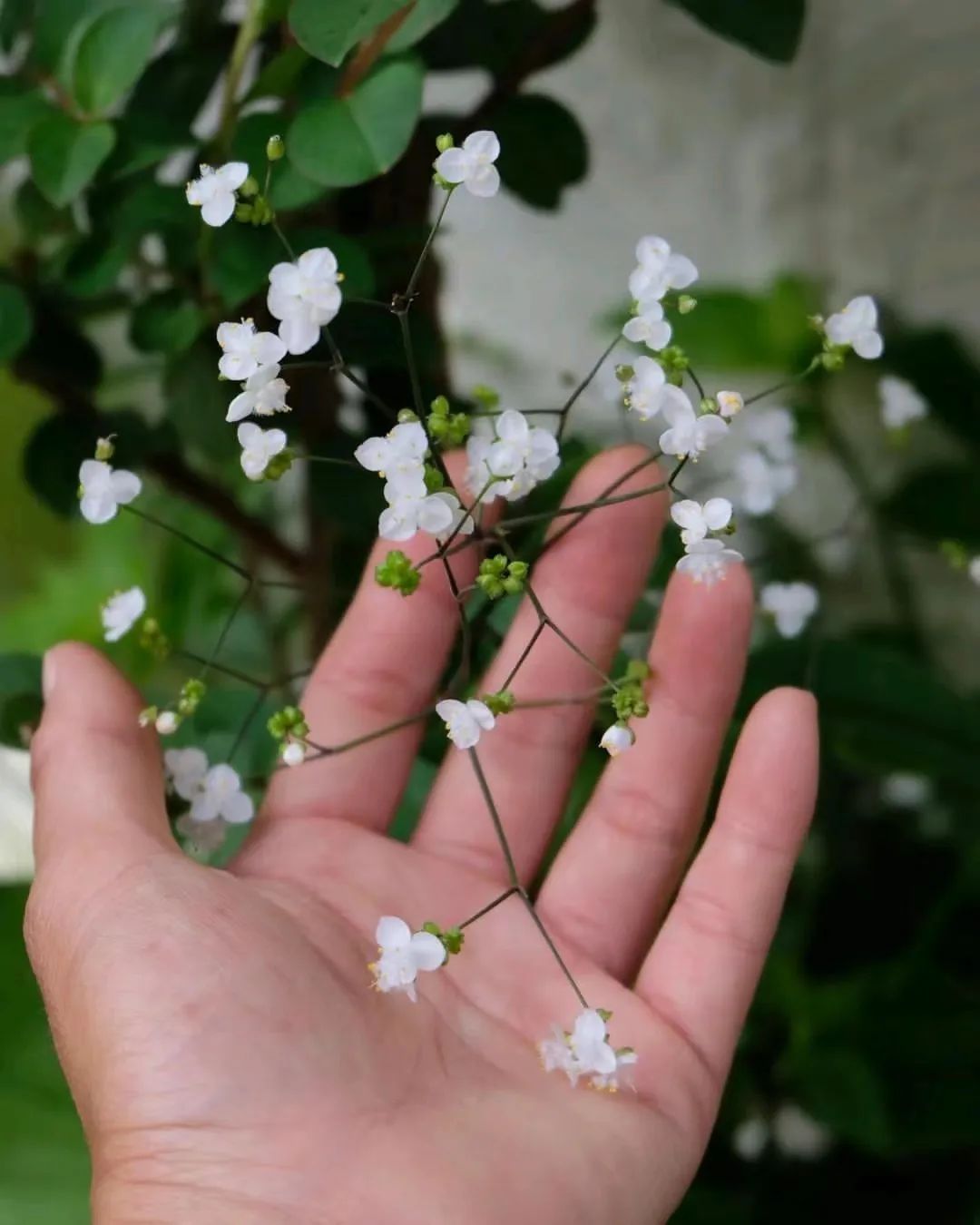 婚纱吊兰,又叫新娘草,耐阴且清新可爱的垂盆小白花