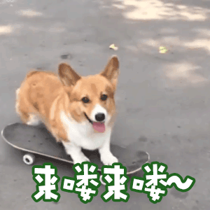 狗狗:我把你当"家人",你却把我当傻狗