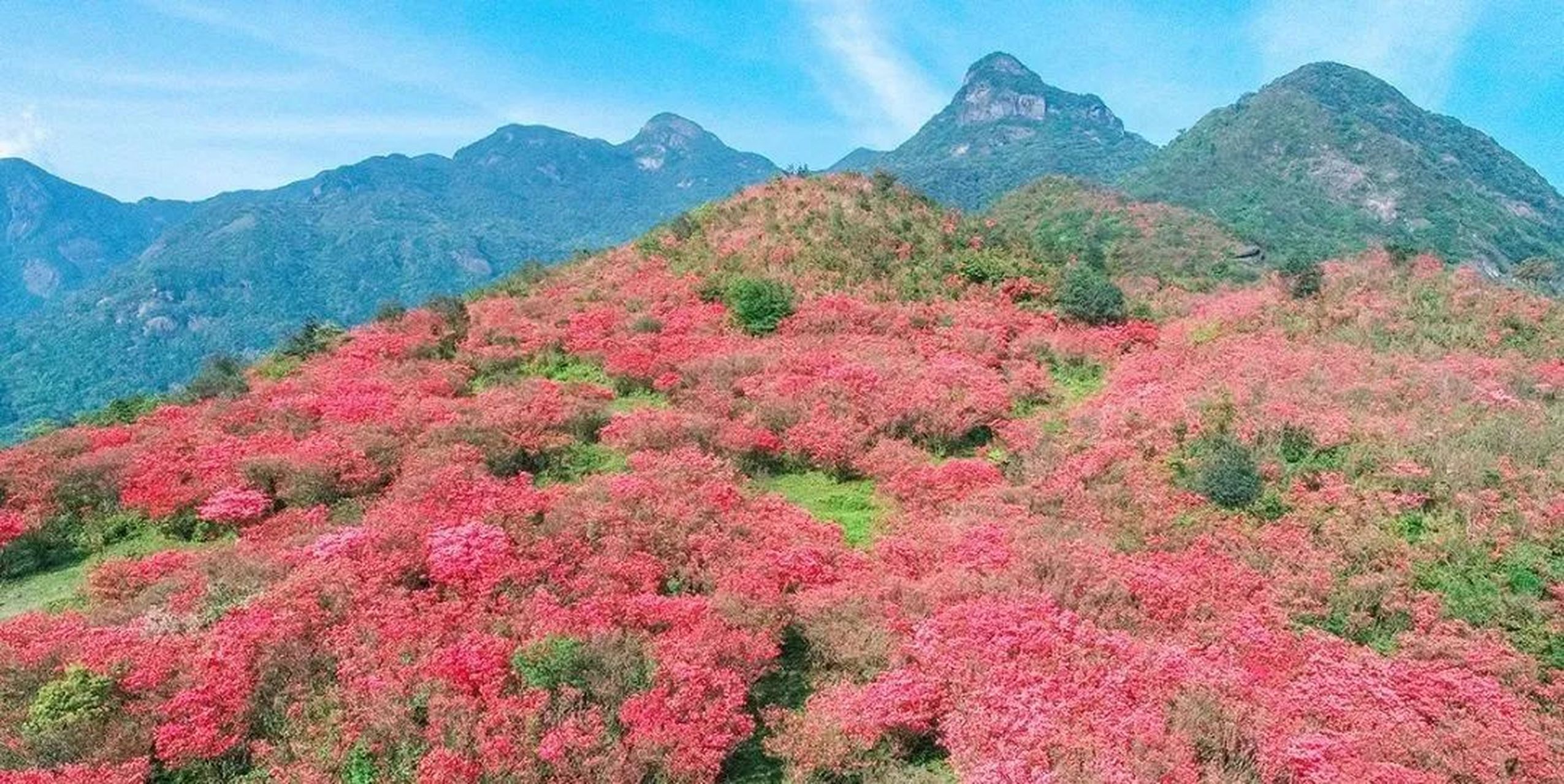 广西融水元宝山的千亩杜鹃花开了!
