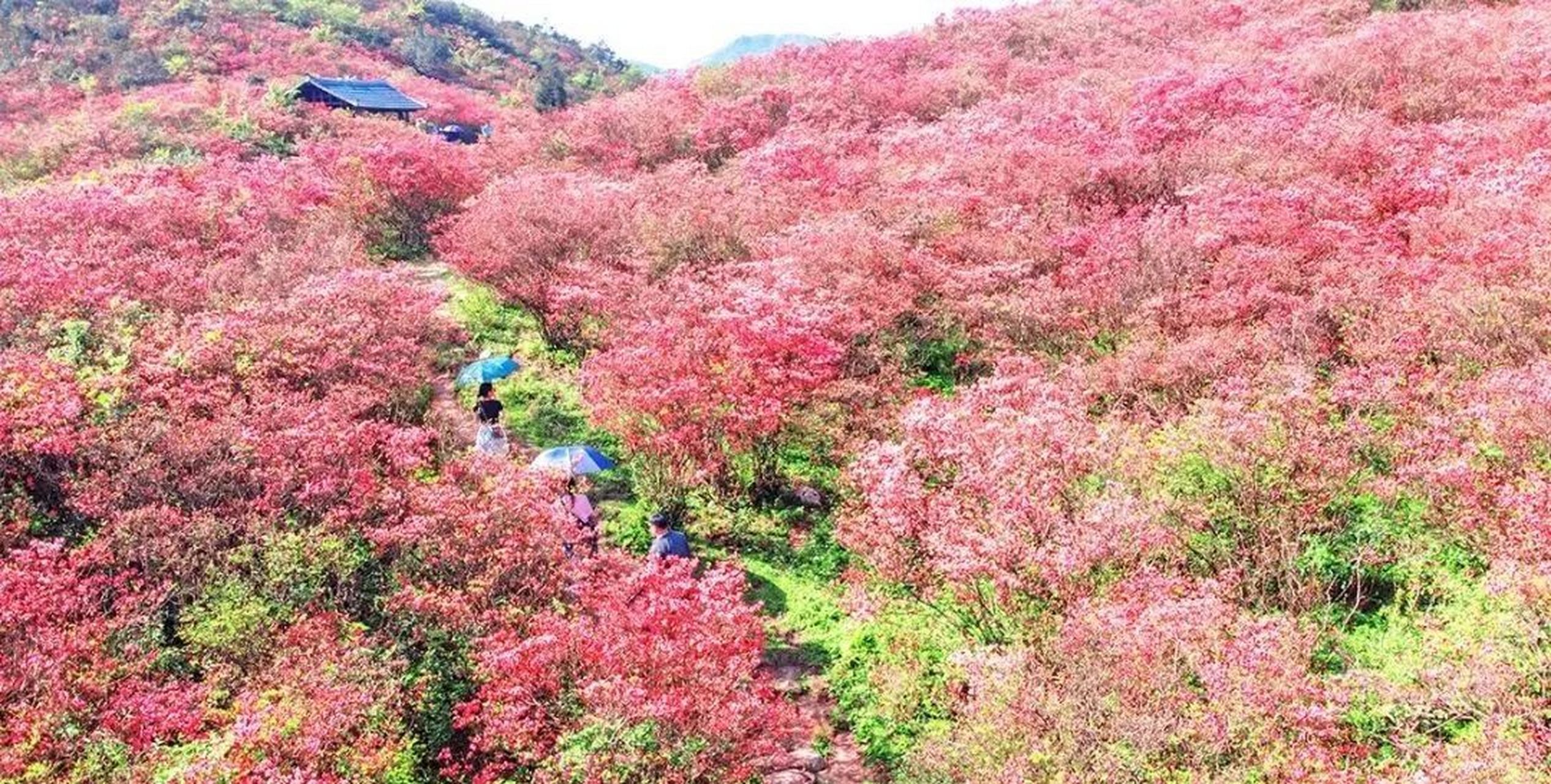广西融水元宝山的千亩杜鹃花开了!