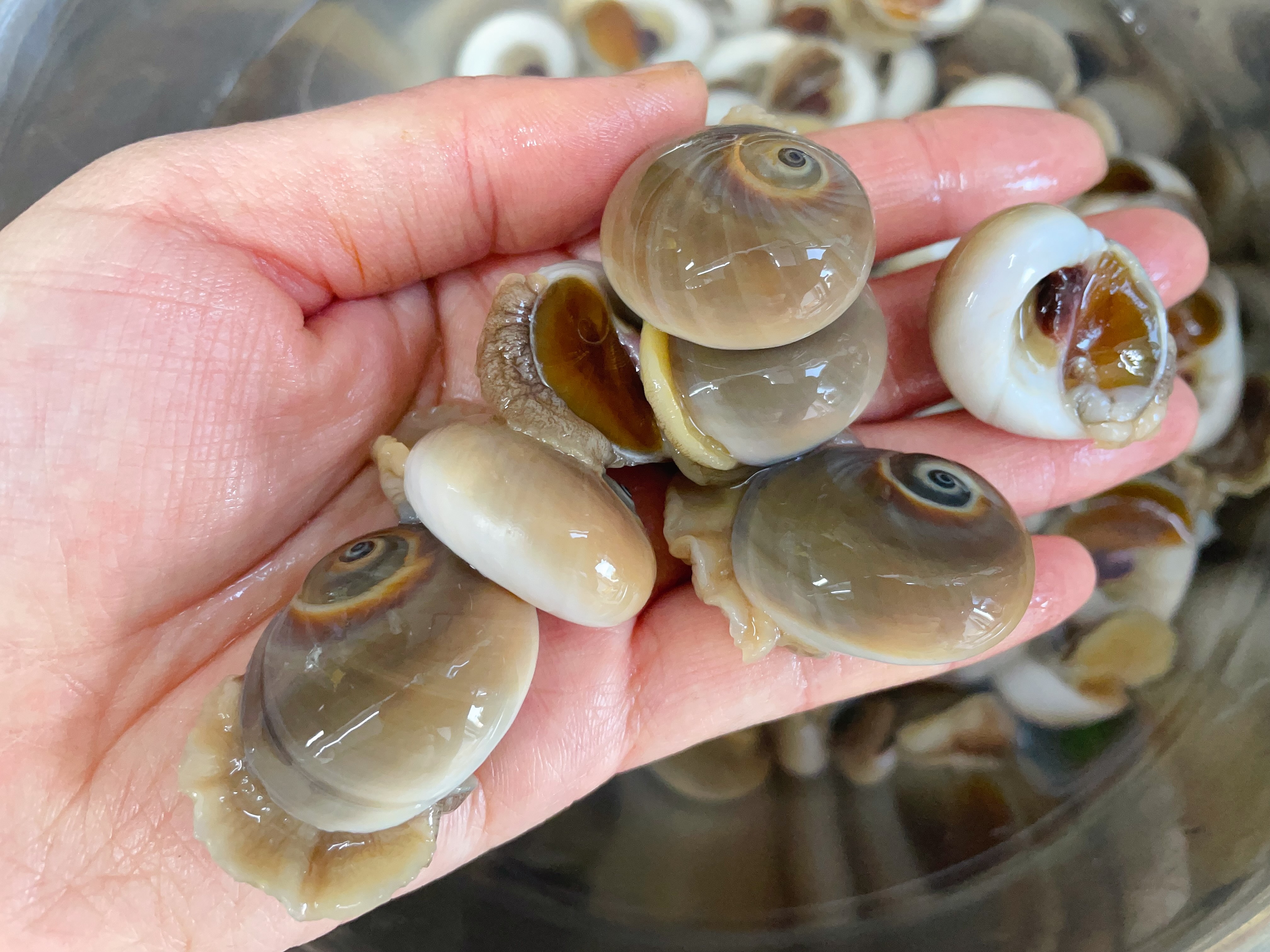 猫眼螺要煮多久才熟?这样做才好吃,没有复杂的调料,味道巨鲜