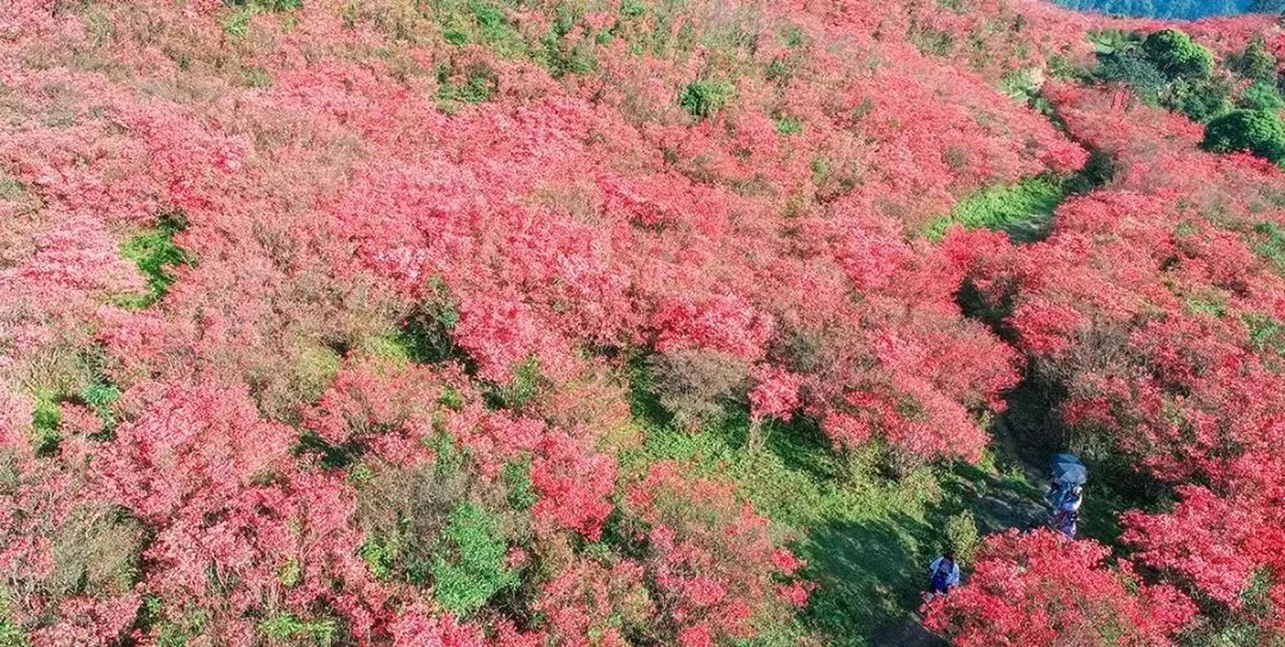 广西融水元宝山的千亩杜鹃花开了!