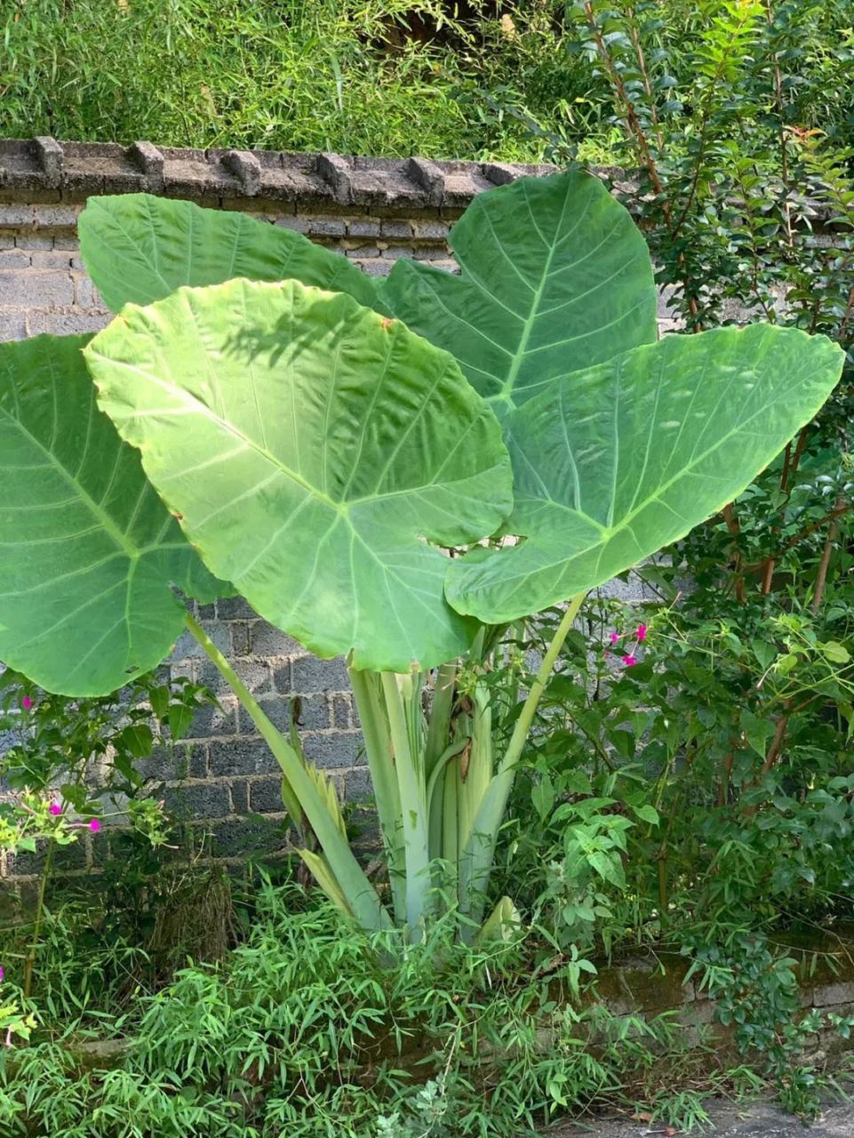 象耳芋,美丽如大象耳朵的植物!它色彩缤纷,观赏性强.