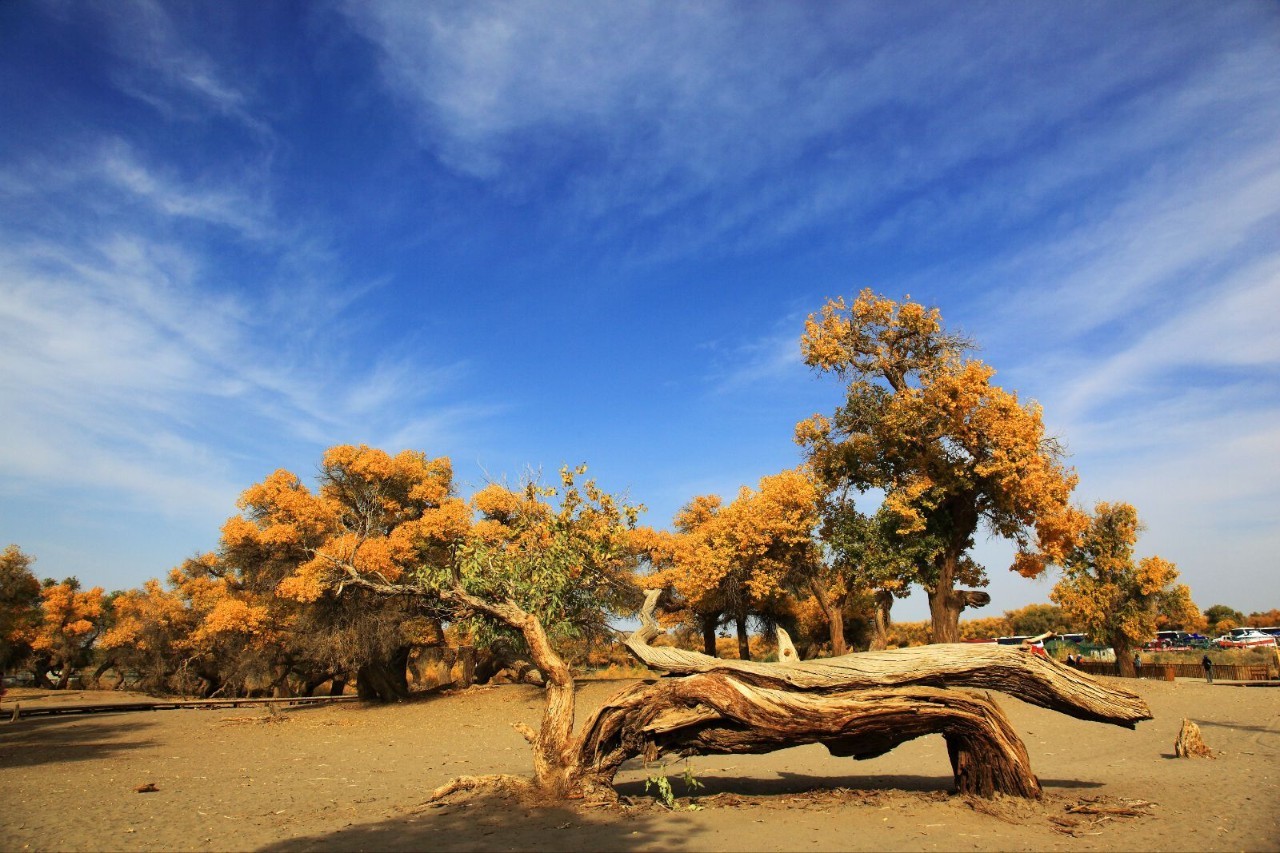 格尔木胡杨林,世界上海拔最高的胡杨林,沙漠之上的"孤勇者"