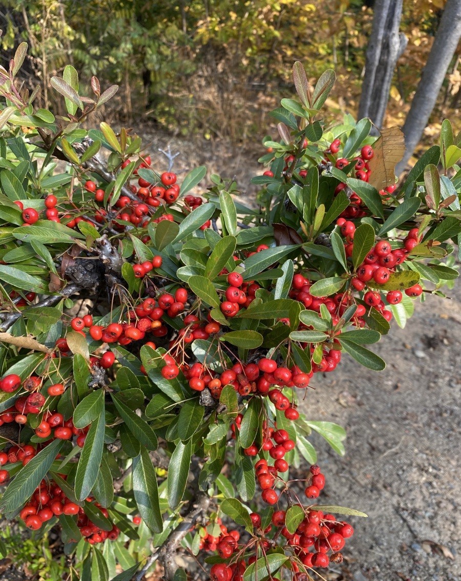 "富贵籽"夏天开花,秋天结果,果期很长,极具观赏价值