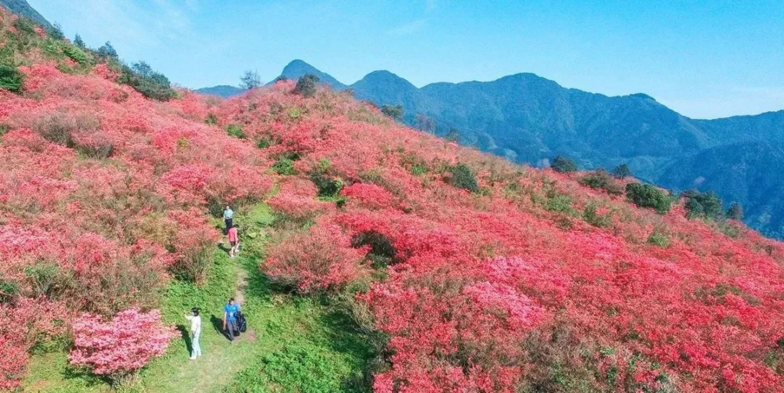 广西融水元宝山的千亩杜鹃花开了!