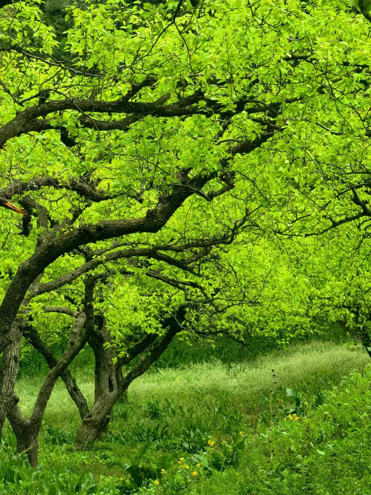 辽宁省鞍山市:千山绿意漫山 作者:康成
