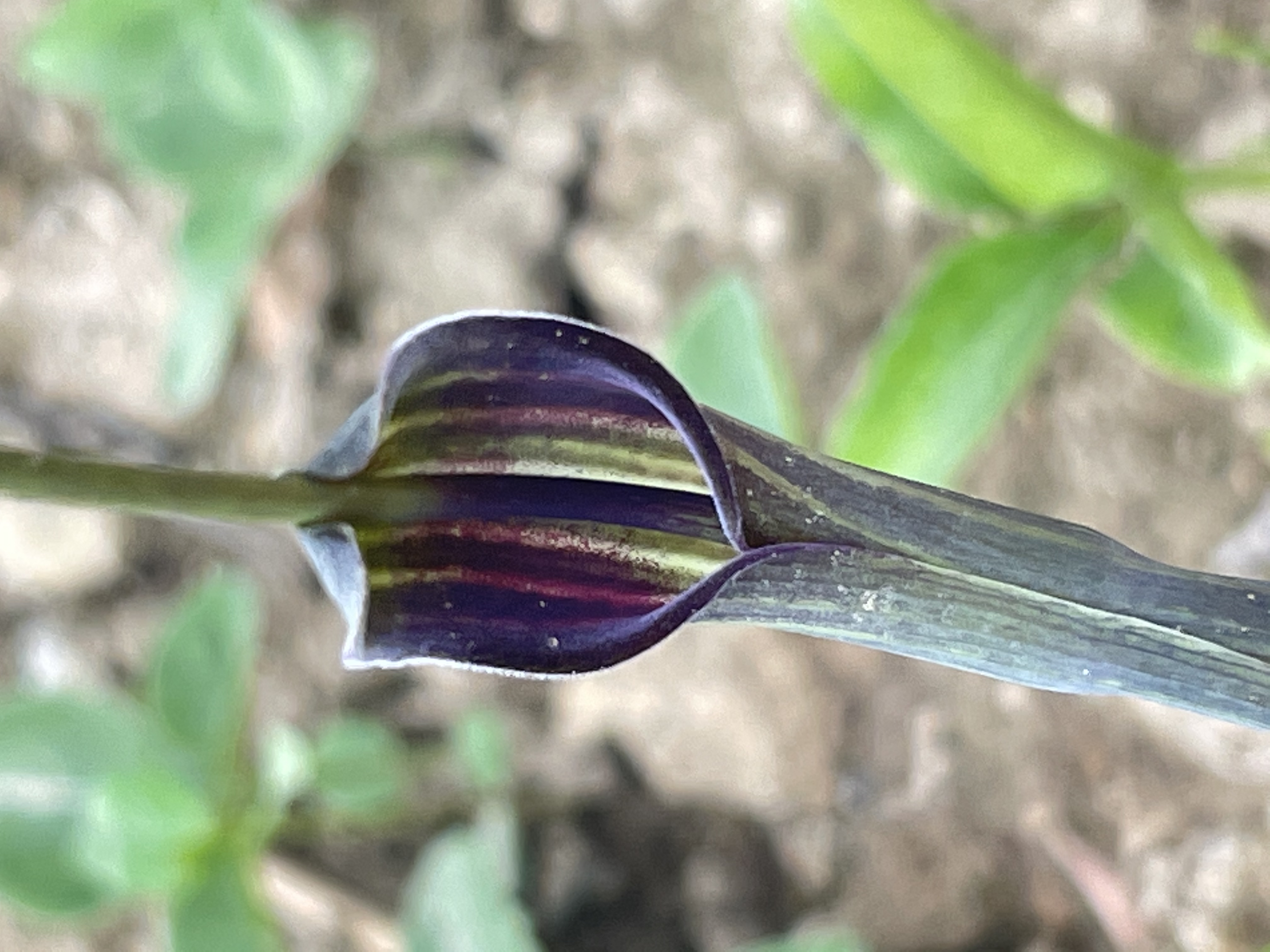 半夏,多年生草本植物,夏至时节成熟得名.
