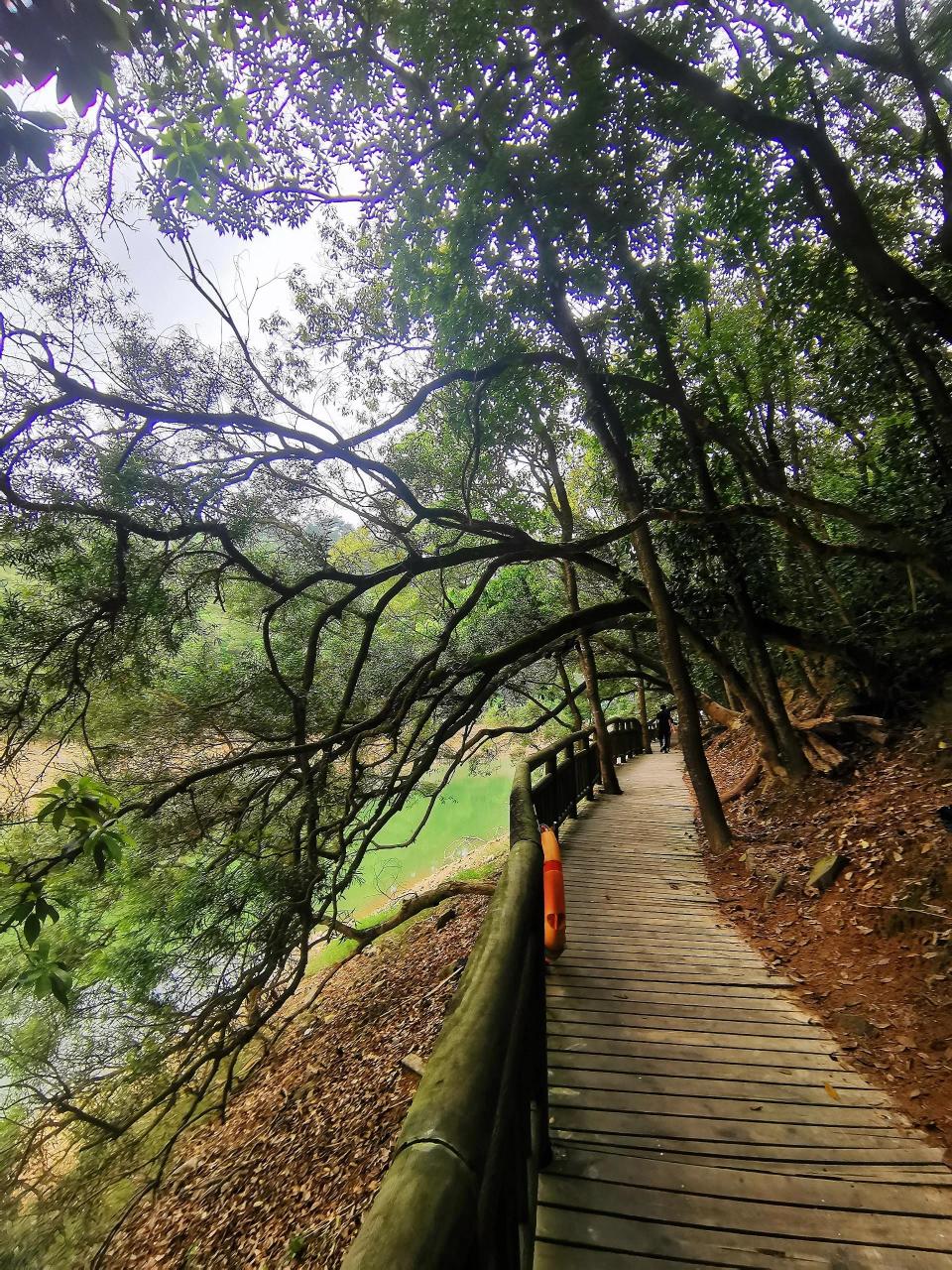 从西门进入天竺山森林公园,眼前的景象真的让我惊艳.