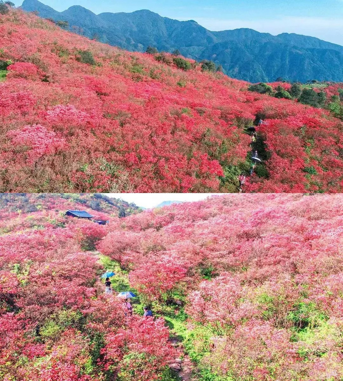 广西融水元宝山的千亩杜鹃花开了!