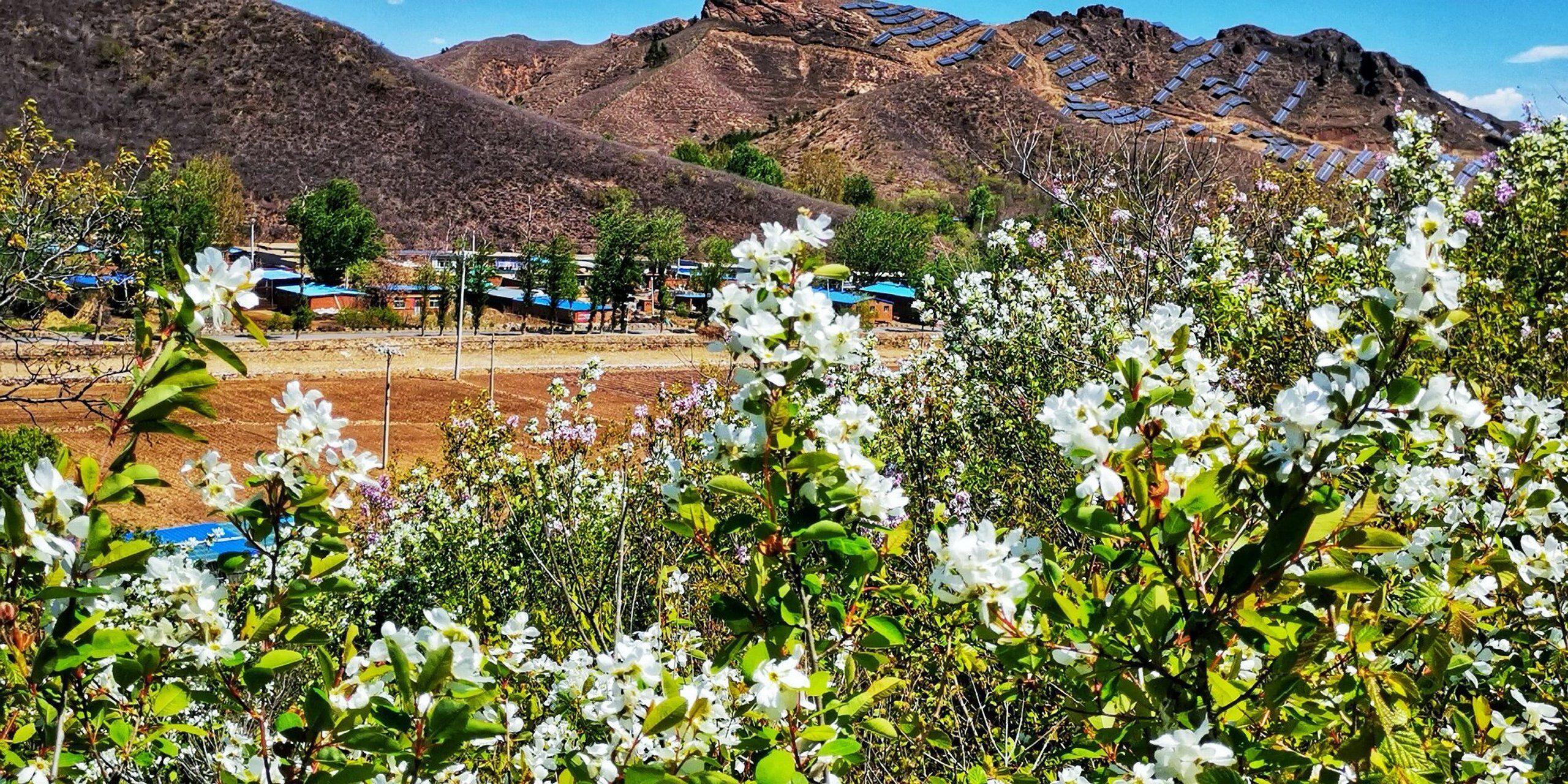 【最美辽宁】辽宁省朝阳市朝阳县:千顷白鹃梅盛开等你来#有一种美好叫