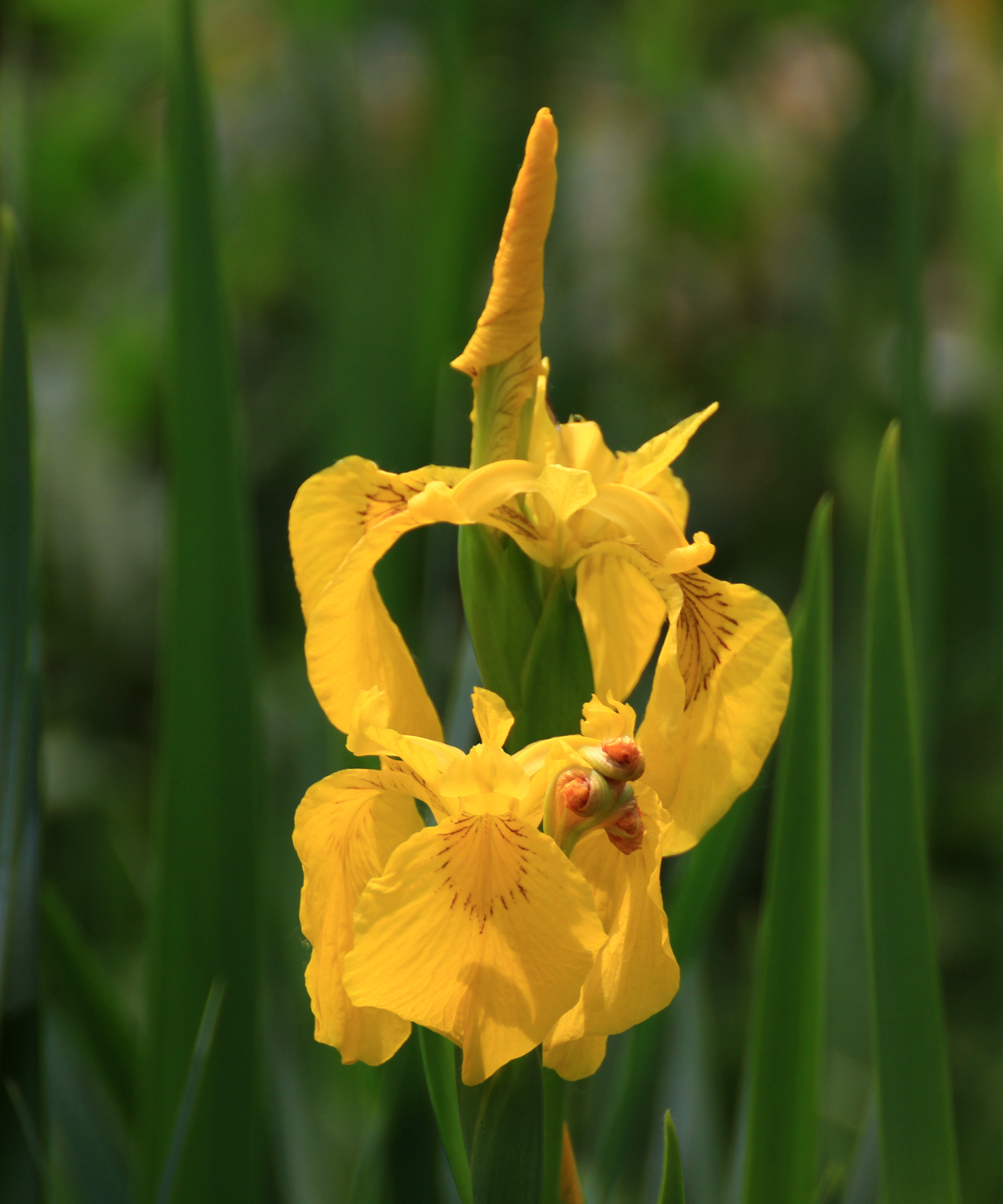 黄菖蒲