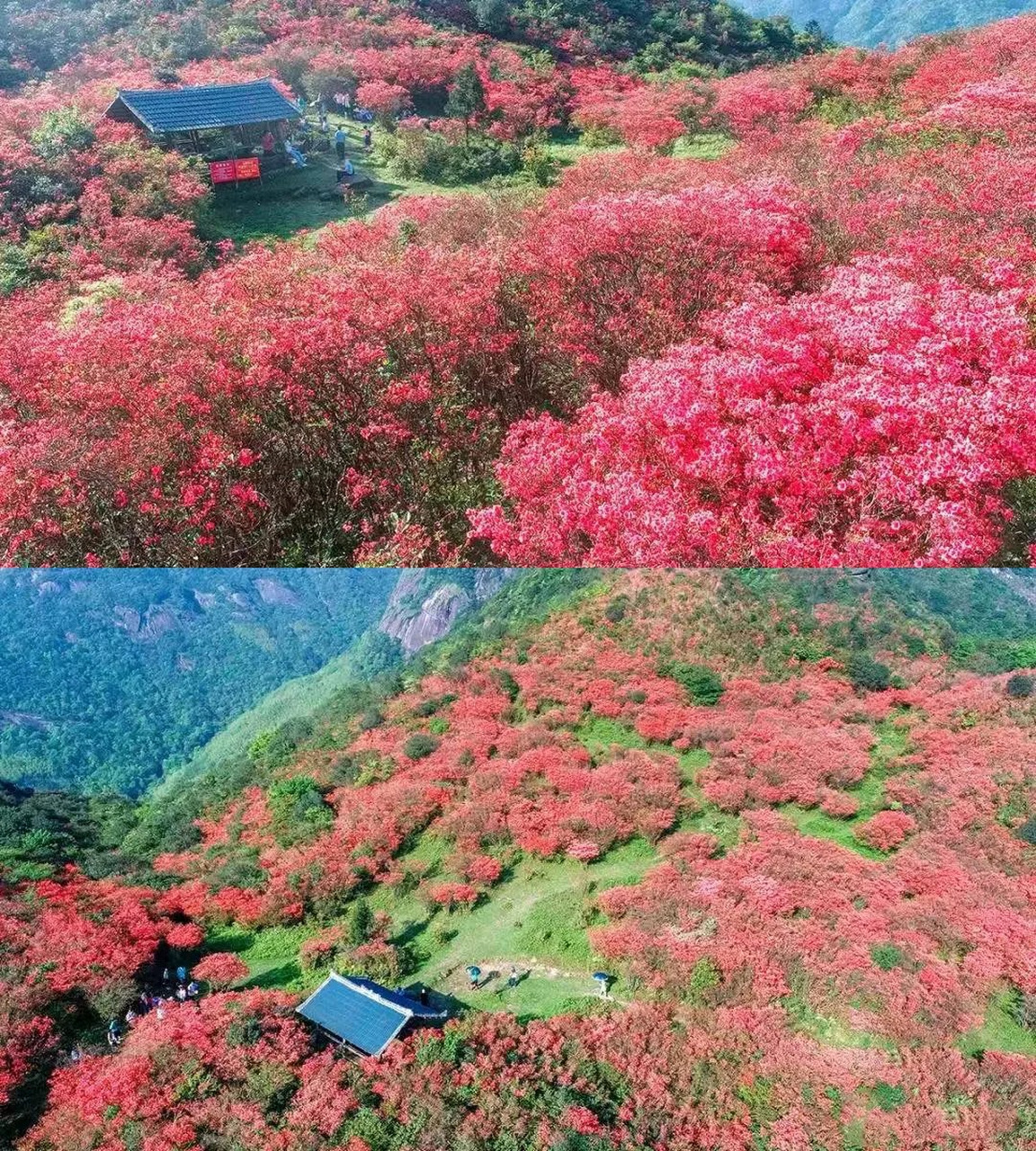 广西融水元宝山的千亩杜鹃花开了!