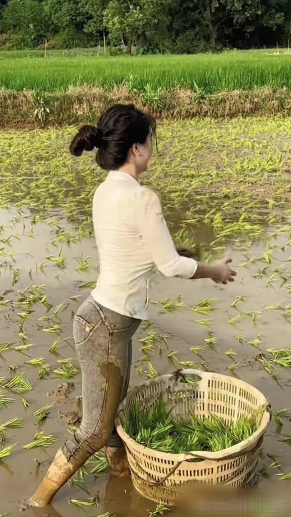 我一个人从抛秧到插秧一气呵成,妈妈都夸我干的漂亮.你们说我棒不棒?