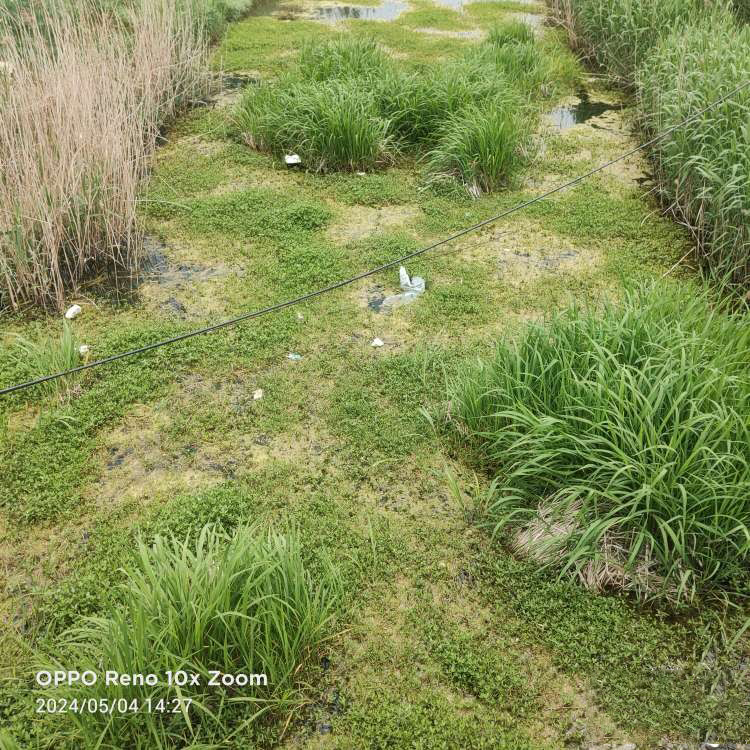 响水一河道水草泛滥宛若"草坪",网友:为何无人清理?