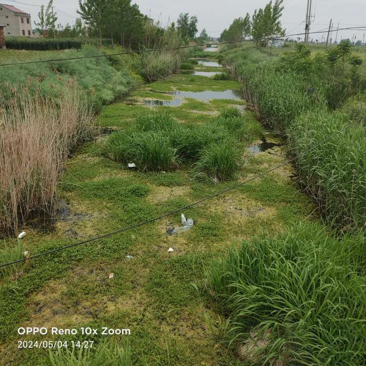 响水一河道水草泛滥宛若"草坪",网友:为何无人清理?