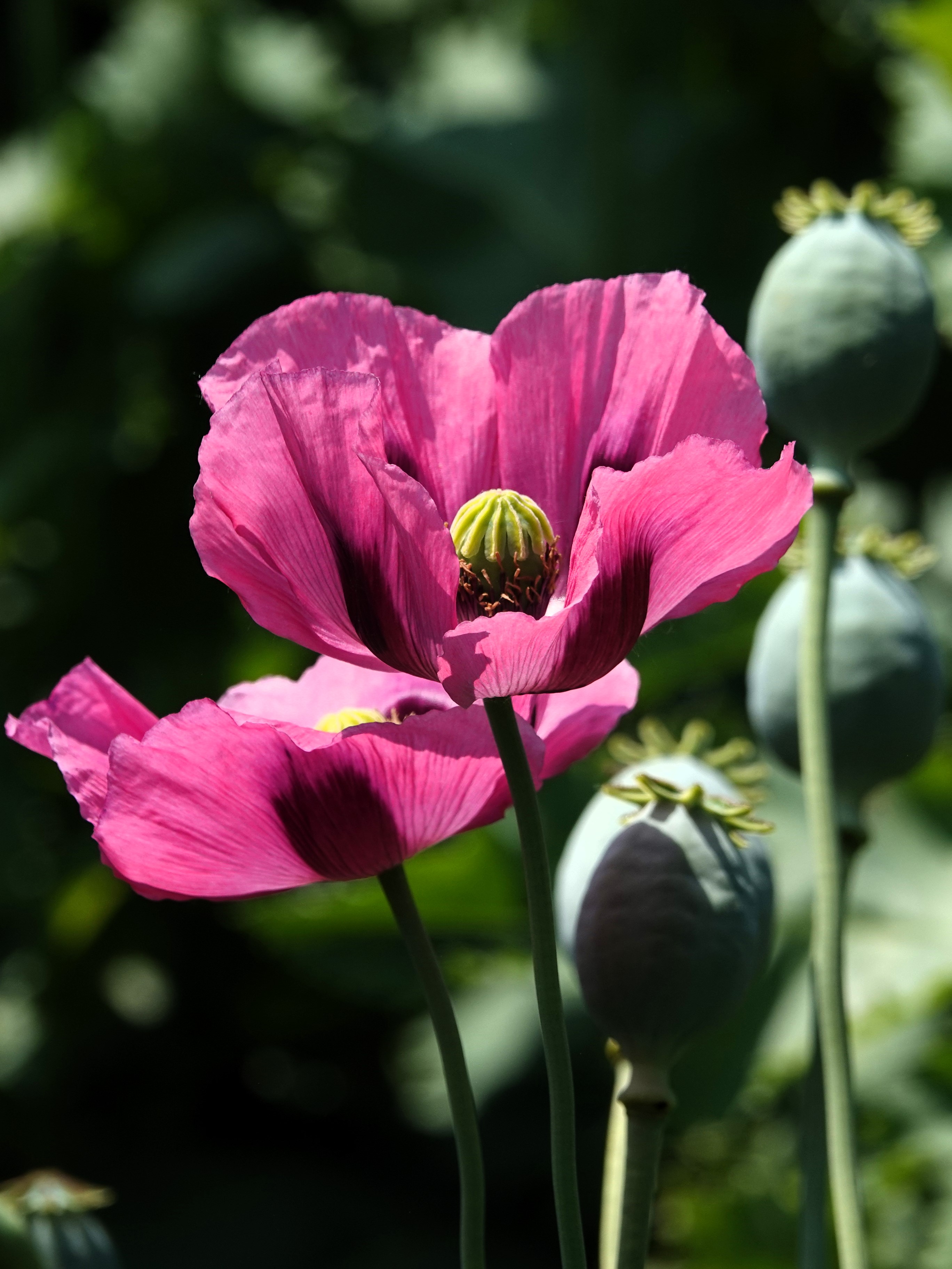 《面对罂粟花,都作白骨观》文/摄影:高菡