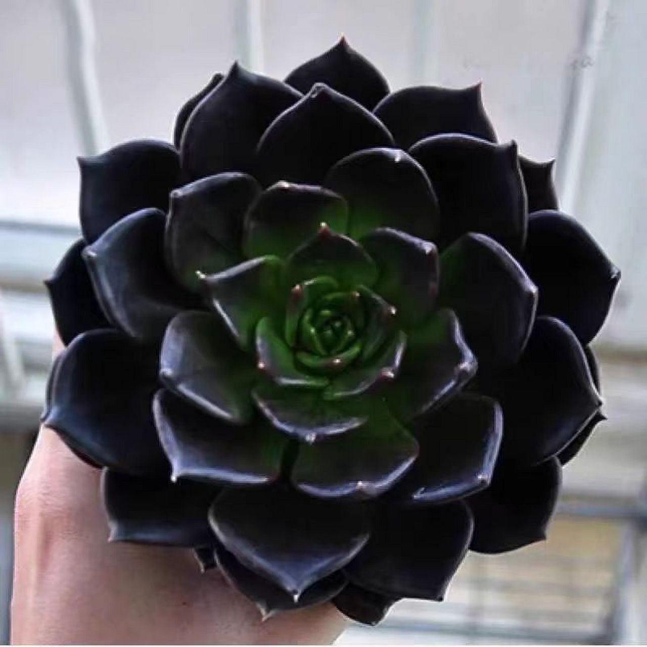 黑王子多肉,深黑色叶片尽显霸气魅力.生命力超强还能净化空气?