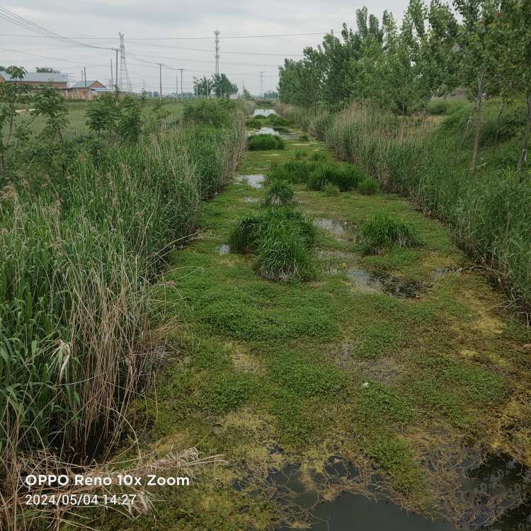 响水一河道水草泛滥宛若"草坪",网友:为何无人清理?