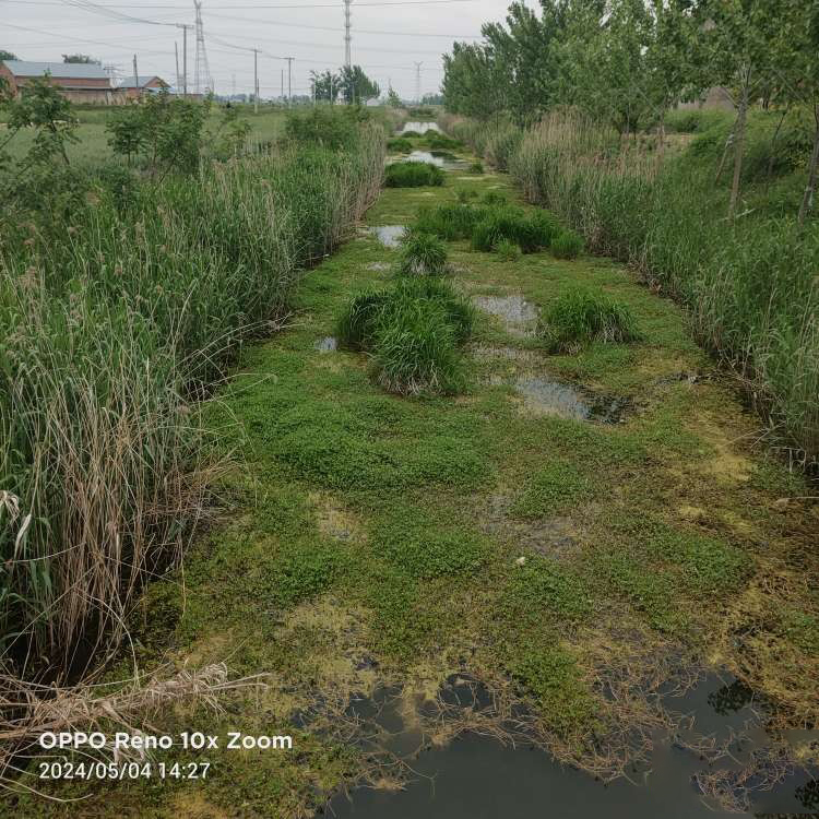 响水一河道水草泛滥宛若"草坪",网友:为何无人清理?